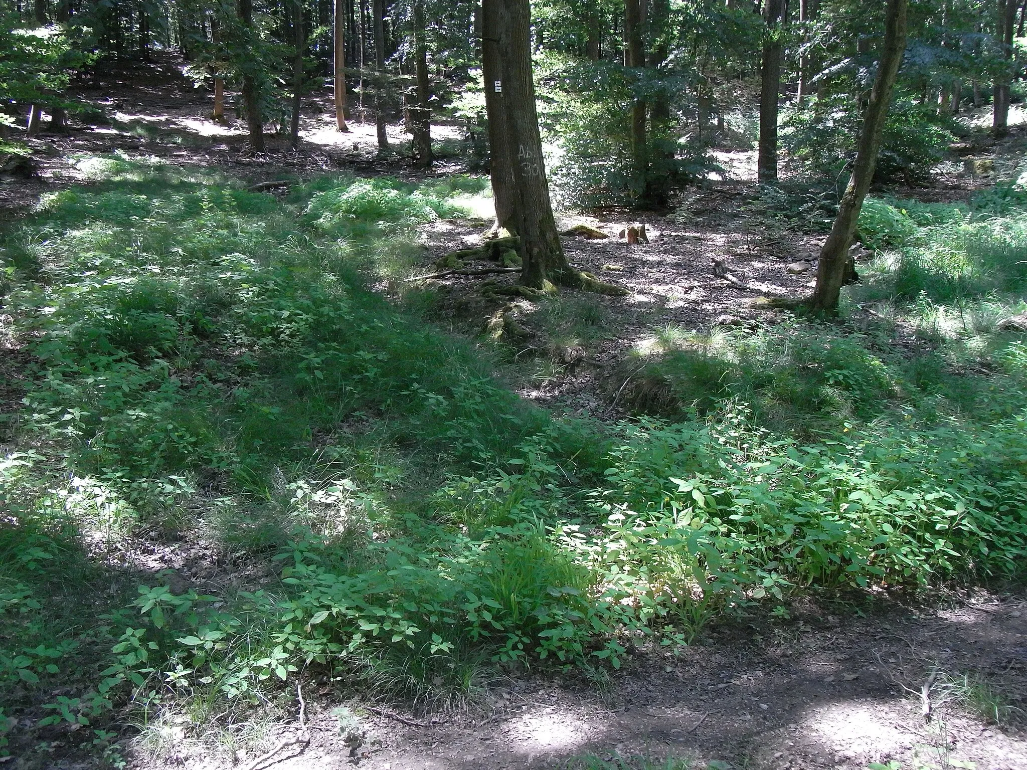 Photo showing: Abfluss von der höchsten Quellmulde an der Schlink an einem Waldweg ankommend