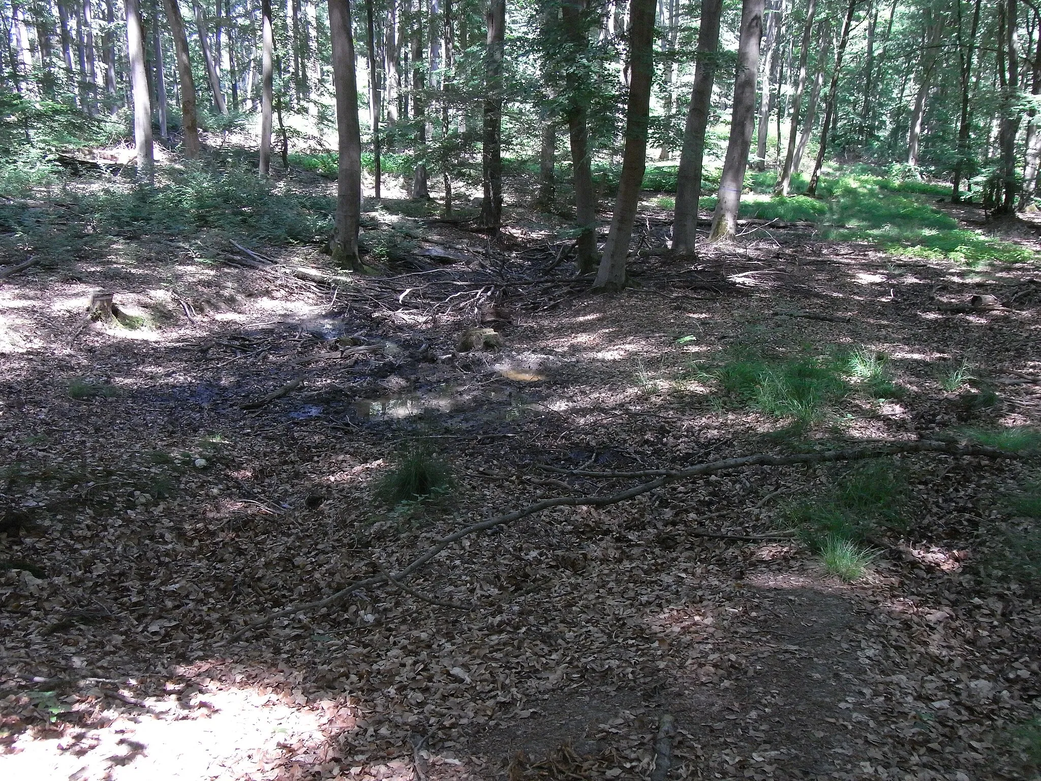 Photo showing: Blick von der höchsten Quellmulde an der Schlink zum Waldweg und zum Tümpel hinten rechts (zu erahnen)
