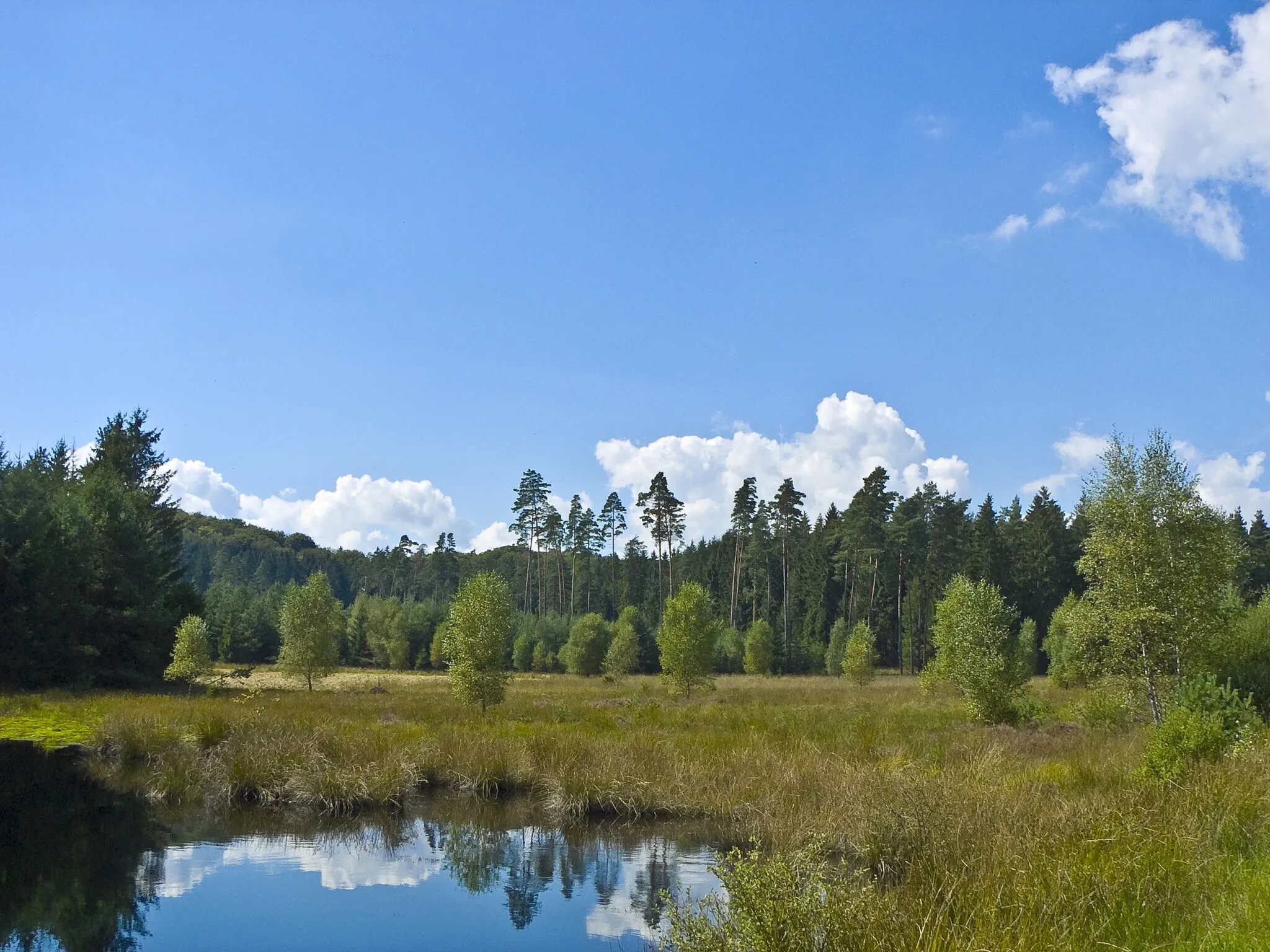 Photo showing: Bog, Location: Franzosenwiesen in the Burgwald, Hesse, Germany