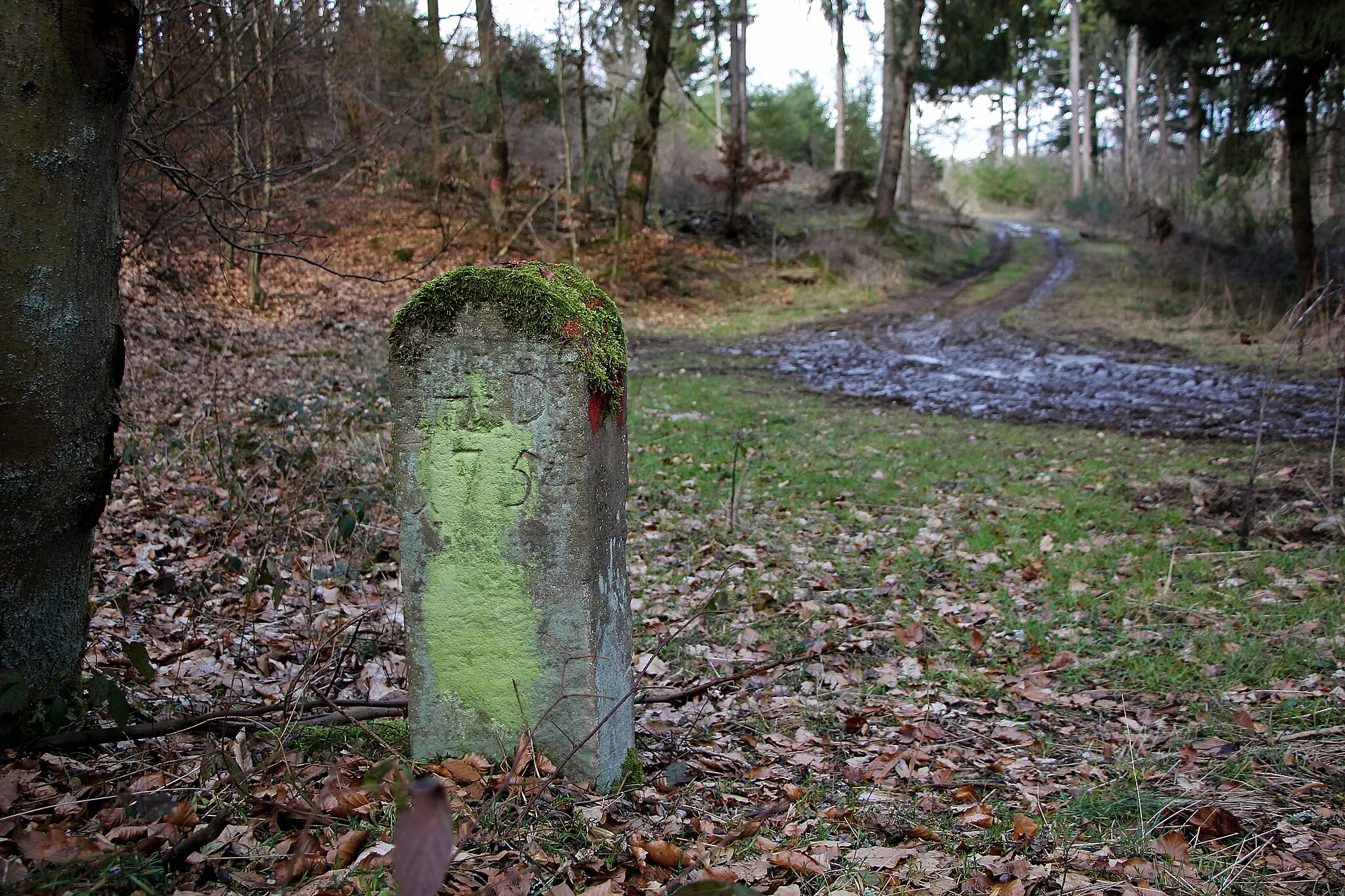 Photo showing: Grenzstein Nr. 312 von 1754 an der historischen Grenze zwischen den ehemaligen Landgrafschaften Hessen-Cassel und Hessen-Darmstadt. Lage: An der Gemarkungsgrenze zwischen Kernbach, Flur 7 und Damshausen, Flur 8, in einer 90°-Kurve eines Waldweges an einem Nordhang. Ansicht der Darmstädter Seite.