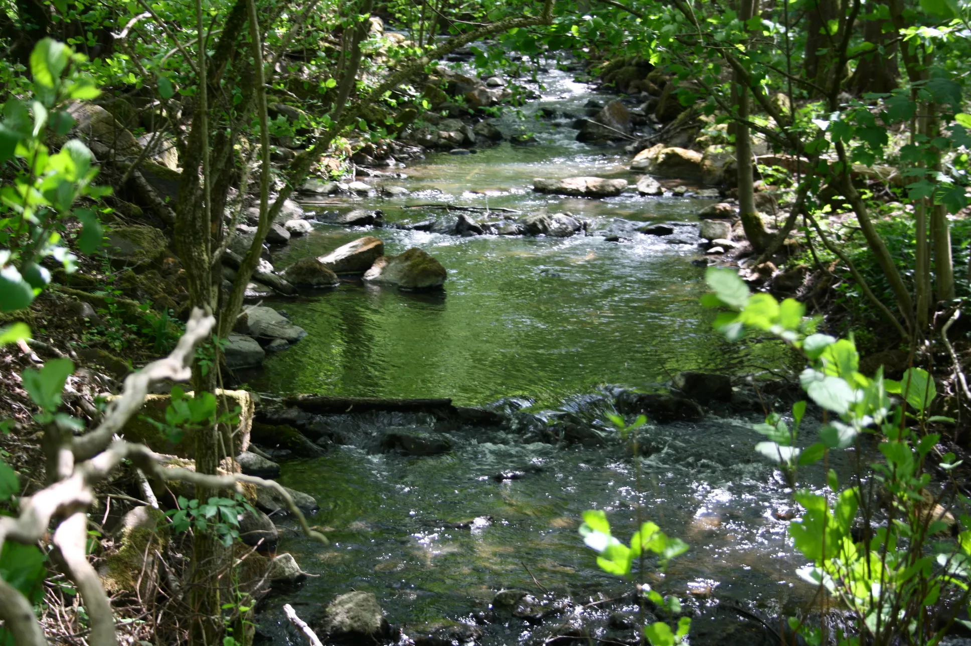 Photo showing: Der Seebach, Zufluss des Schafbach, bei Hergenroth, Westerwald, Rheinland-Pfalz, Deutschland