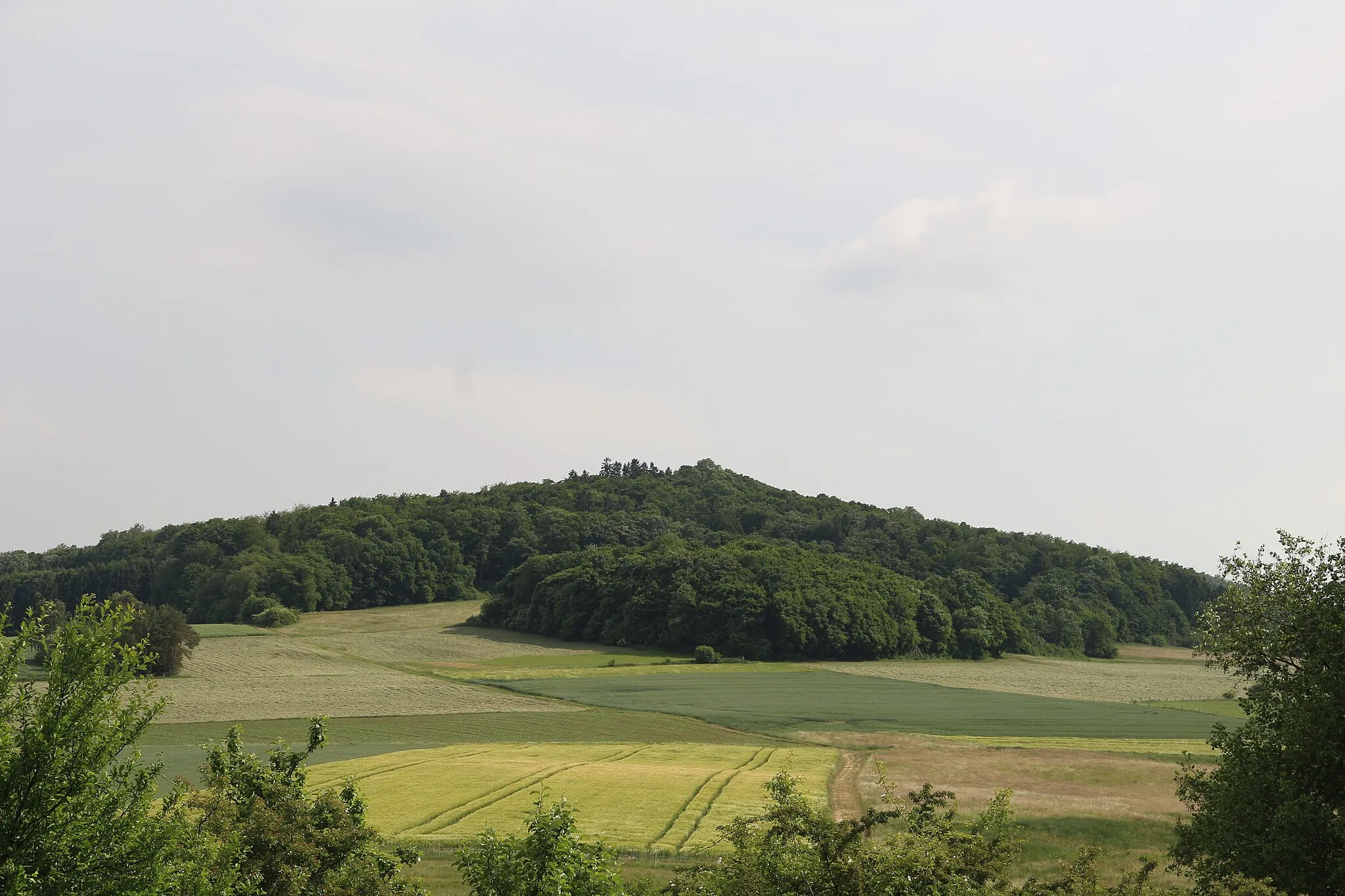 Photo showing: Der Nellenberg, auf dessen Gipfel die Nellenburg stand, von Norden