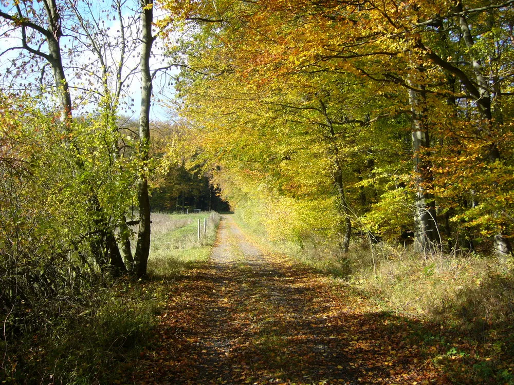 Photo showing: Herbst in Greifenstein-Odersberg 2