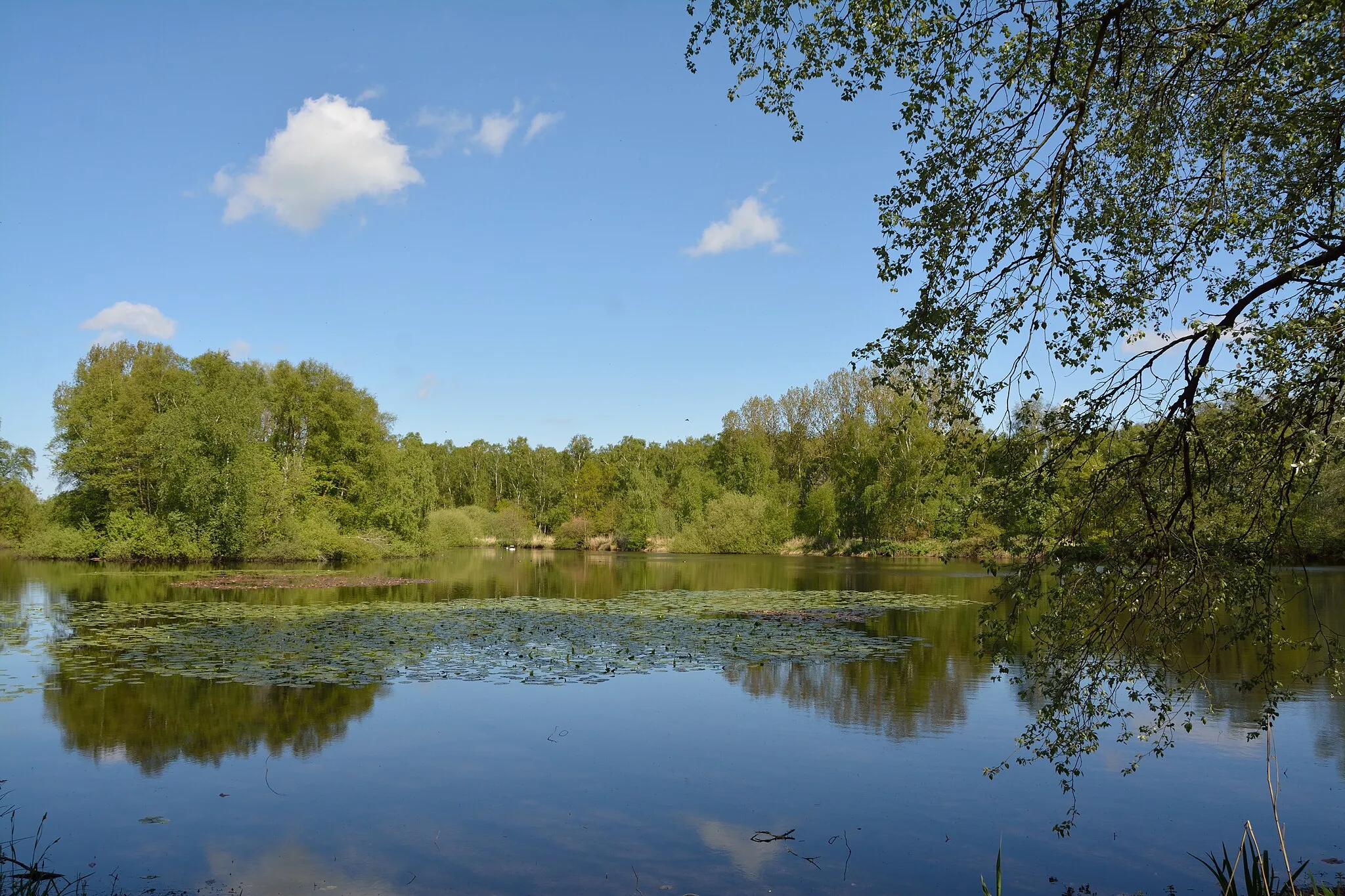 Photo showing: Impressionen aus dem Landschaftsschutzgebiet des Kreises Pinneberg

Teich an der "Wulfsmühle"