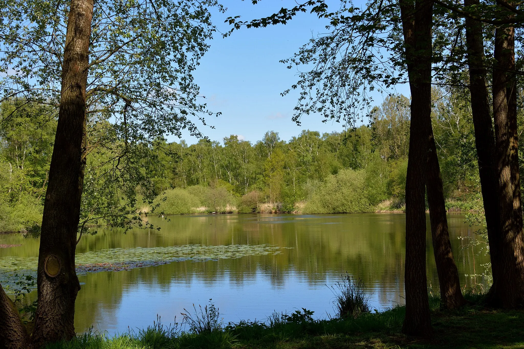 Photo showing: Impressionen aus dem Landschaftsschutzgebiet des Kreises Pinneberg

Teich an der "Wulfsmühle"