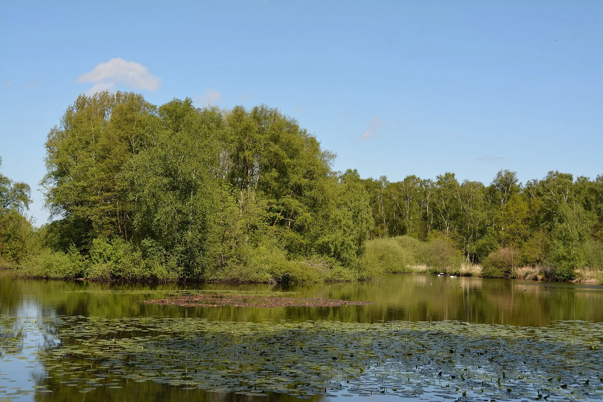 Photo showing: Impressionen aus dem Landschaftsschutzgebiet des Kreises Pinneberg

Teich an der "Wulfsmühle"