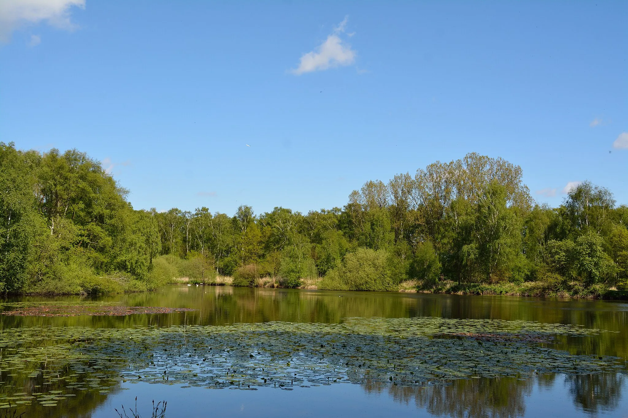 Photo showing: Impressionen aus dem Landschaftsschutzgebiet des Kreises Pinneberg

Teich an der "Wulfsmühle"