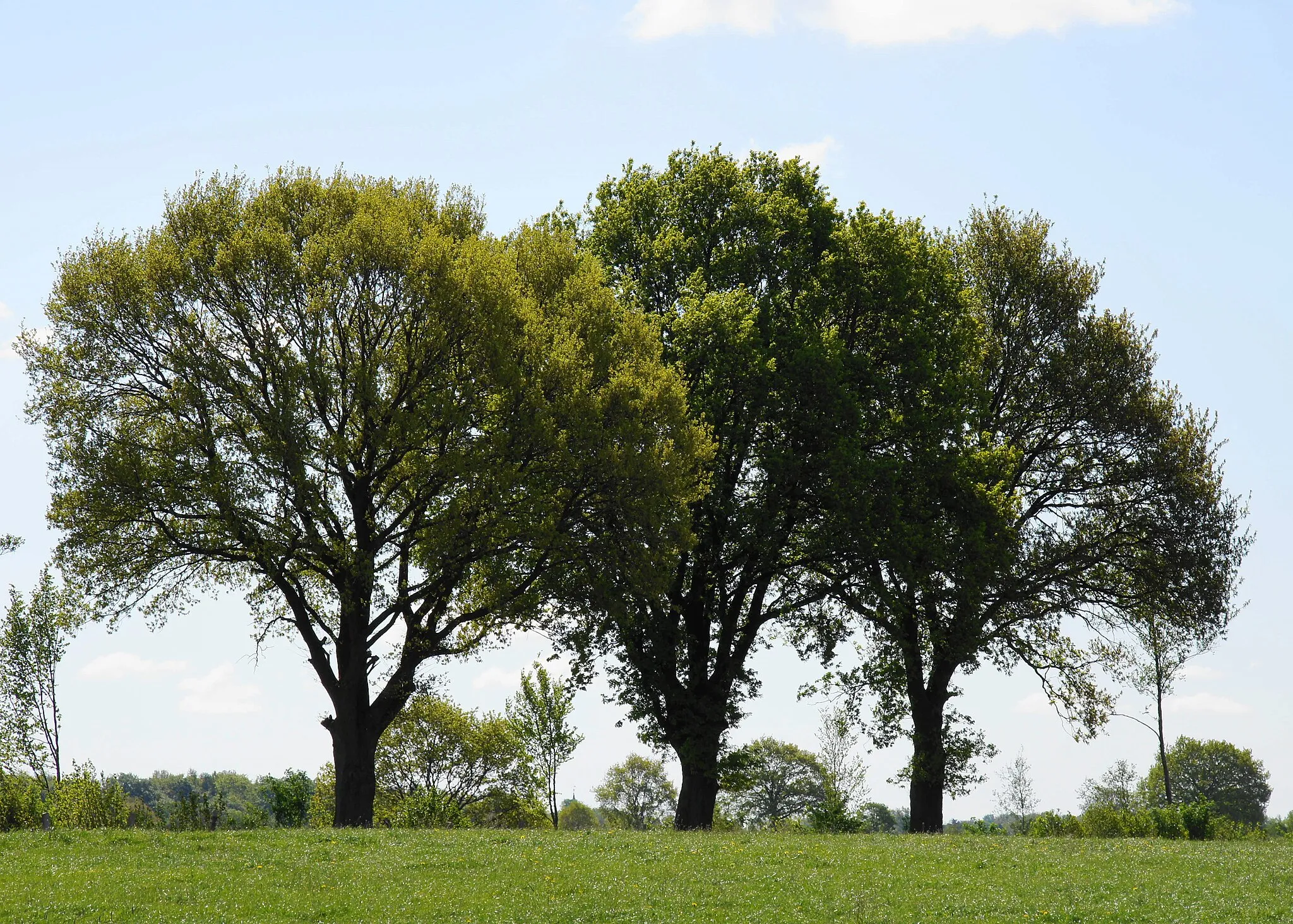 Photo showing: Bäume im Frühling