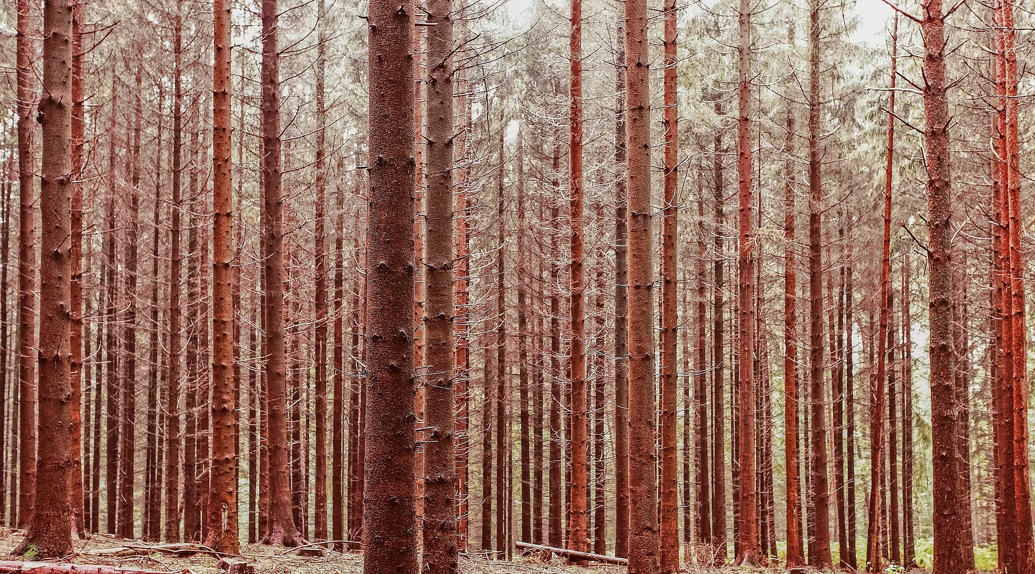 Photo showing: Wildpark Schwarze Berge, Germany