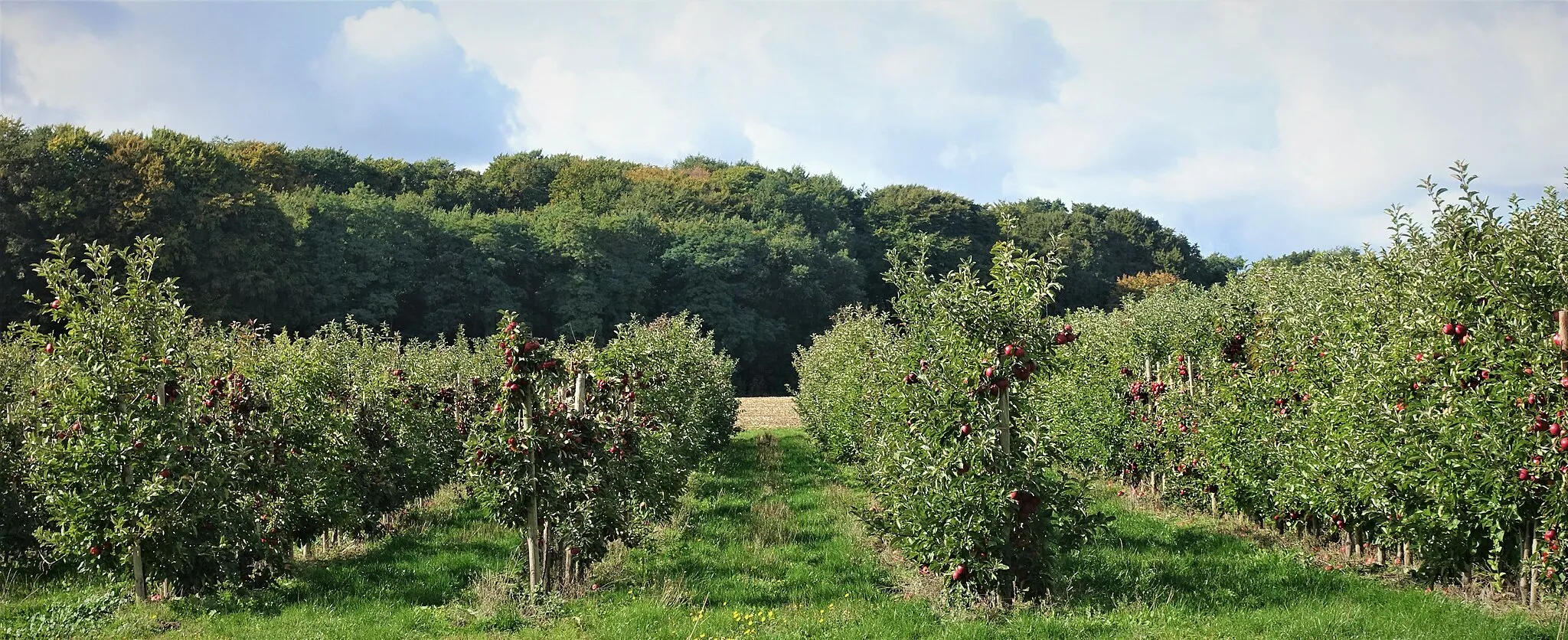 Photo showing: Apfelplantage in Grundoldendorf.