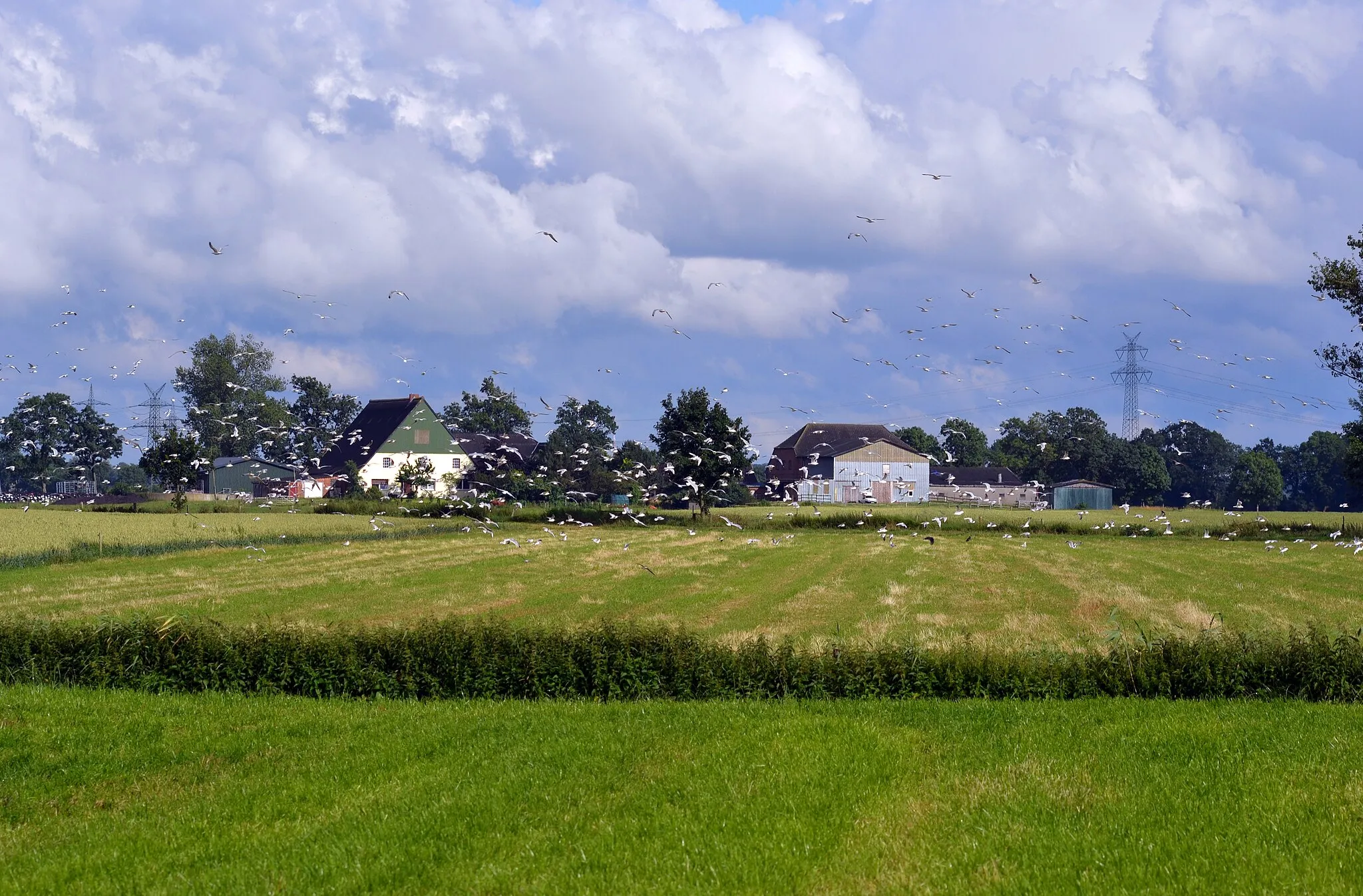 Photo showing: Aufsteigende Möven, im Hintergrund ein Bauernhof im Rosengarten Neuendeich