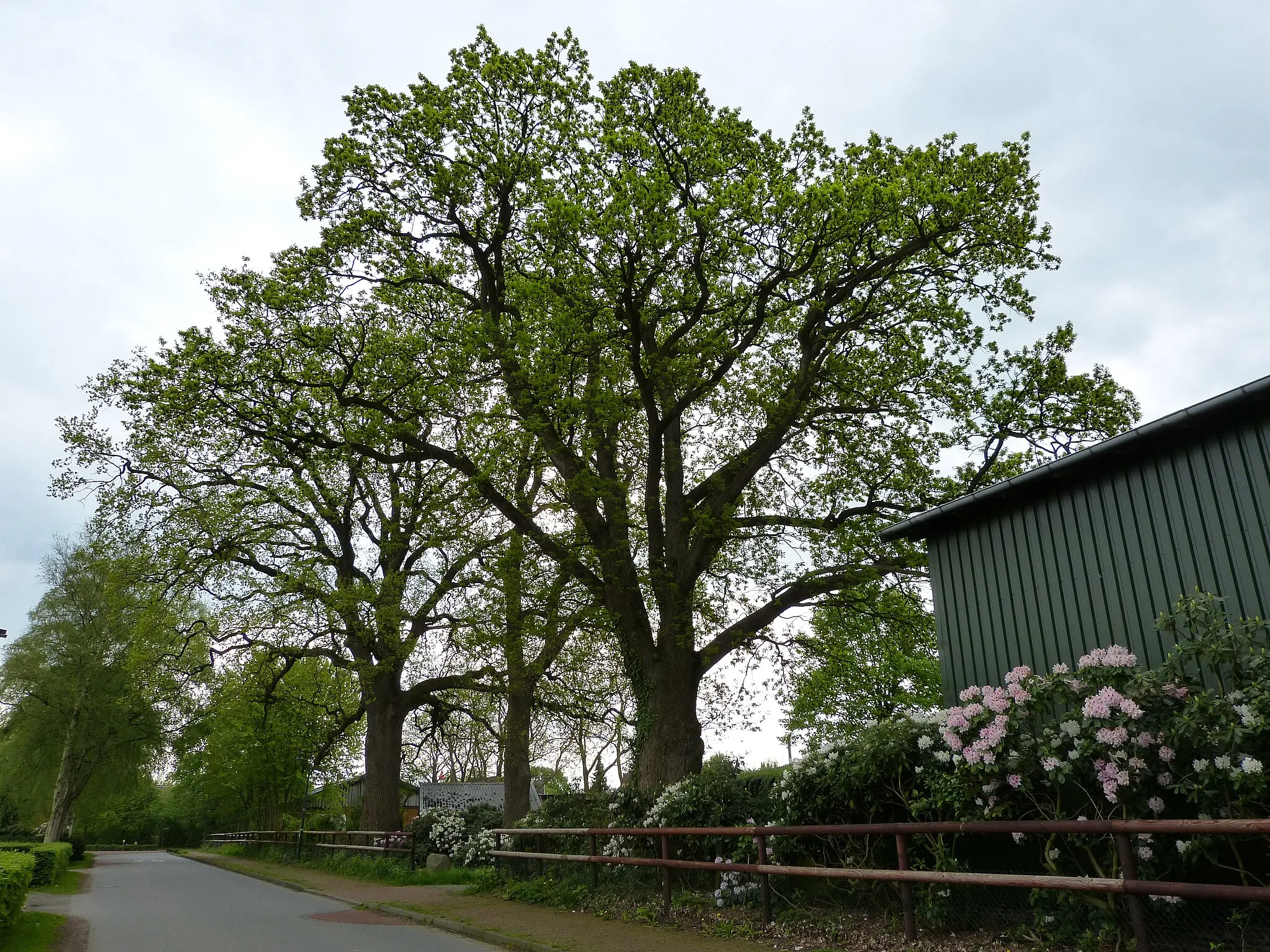 Photo showing: Das Bild zeigt ein Naturdenkmal im Kreis Pinneberg. Der Baum eine Stieleiche (Quercus robur), steht in der Dorfstraße 1 in Ellerhoop.