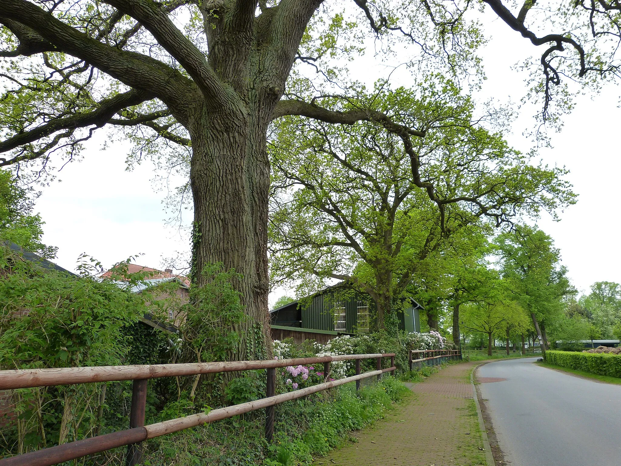 Photo showing: Das Bild zeigt ein Naturdenkmal im Kreis Pinneberg. Der Baum eine Stieleiche (Quercus robur), steht in der Dorfstraße 1 in Ellerhoop.