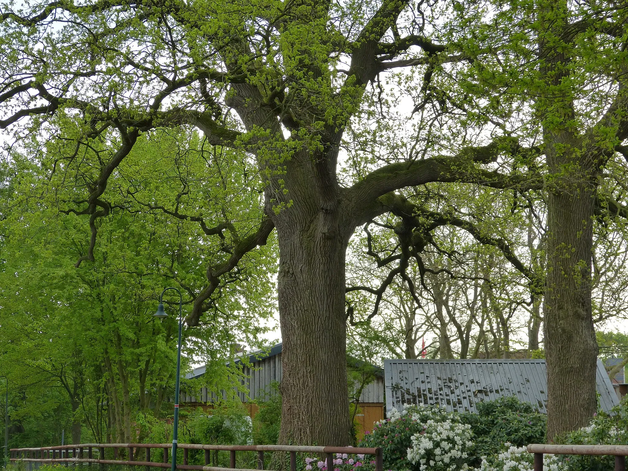 Photo showing: Das Bild zeigt ein Naturdenkmal im Kreis Pinneberg. Der Baum eine Stieleiche (Quercus robur), steht in der Dorfstraße 1 in Ellerhoop.