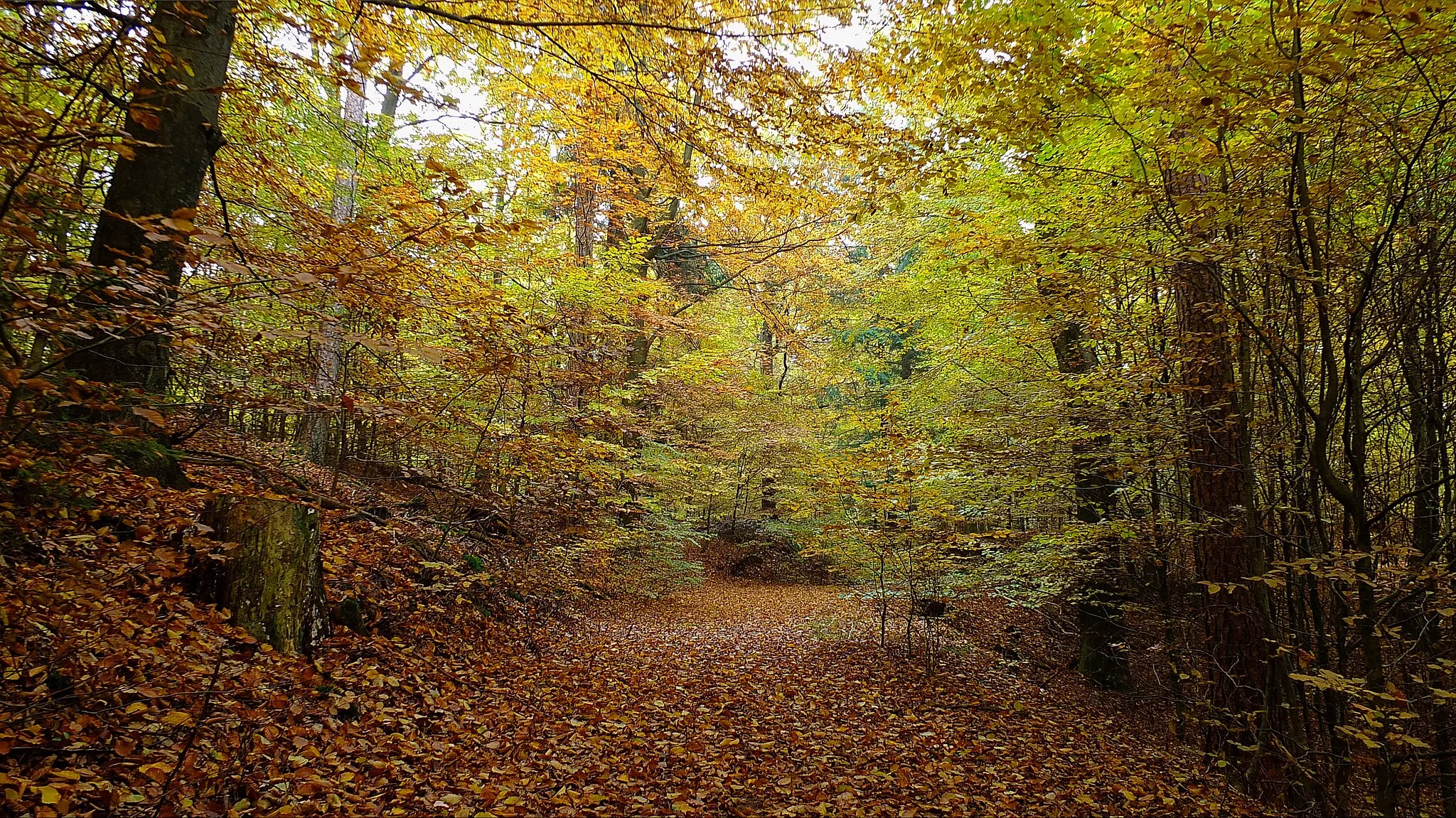 Photo showing: Garlstorfer Wald (Verwaltung: Klosterrevierförsterei Garlstorfer Wald) im Landschaftsschutzgebiet LSG WL 00017: "Garlstorfer Wald und weitere Umgebung" / im FFH-Gebiet 2726-331: "Garlstorfer und Toppenstedter Wald" (Niedersachsen, Landkreis Harburg): Weg zum Fastweg aus Richtung Westen, südlich vom Gipfel des Ahrbergs