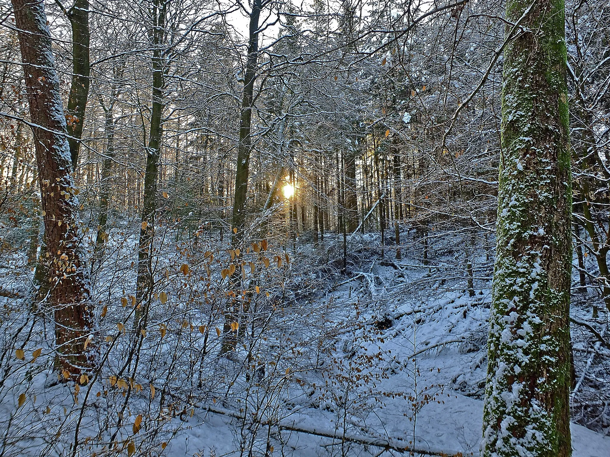 Photo showing: Winterlicher Blick nach Süden am westlichen Rand der Ahrbergkuhlen im überwiegend mit Buchen bestandenem Garlstorfer Wald, südwestlich vom Gipfel des Ahrbergs (145 m ü. NHN). Der Garlstorfer Wald ist Bestandteil des Landschaftschutzgebietes "Garlstorfer Wald und weitere Umgebung" (LSG WL 00017) und des FFH-Gebietes "Garlstorfer und Toppenstedter Wald" (Gebietsnummer: 2726-331) im Landkreis Harburg (Niedersachsen) und weist durch seine Lage im Höhenzug "Hohe Heide" die Charakteristika einer Endmoränenlandschaft in besonders eindrucksvoller Weise auf.