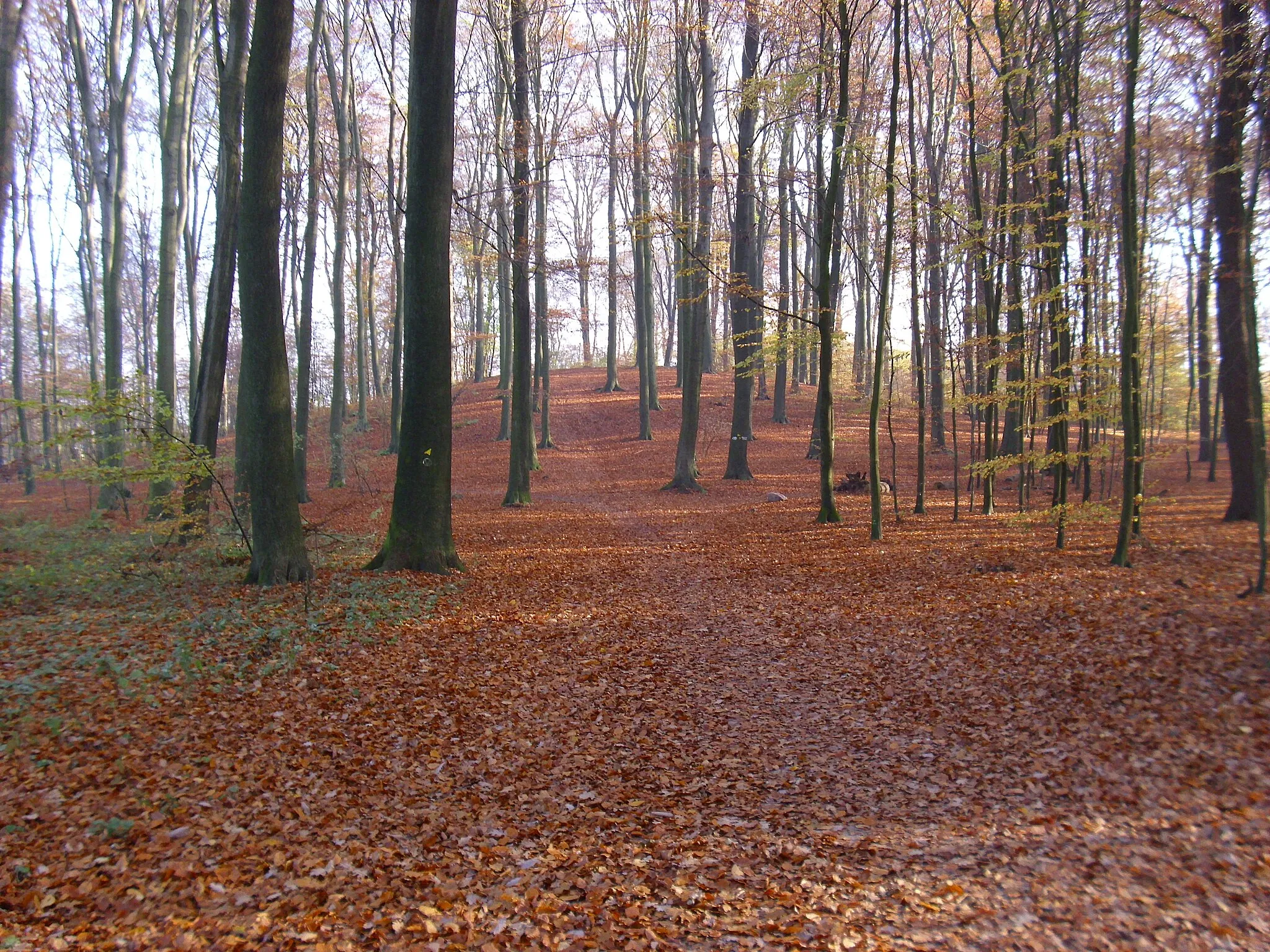 Photo showing: Der Mellenberg im Volksdorfer Wald (Höhe 63,3m). Höchste natürliche Erhebung im Bezirk Wandsbek.