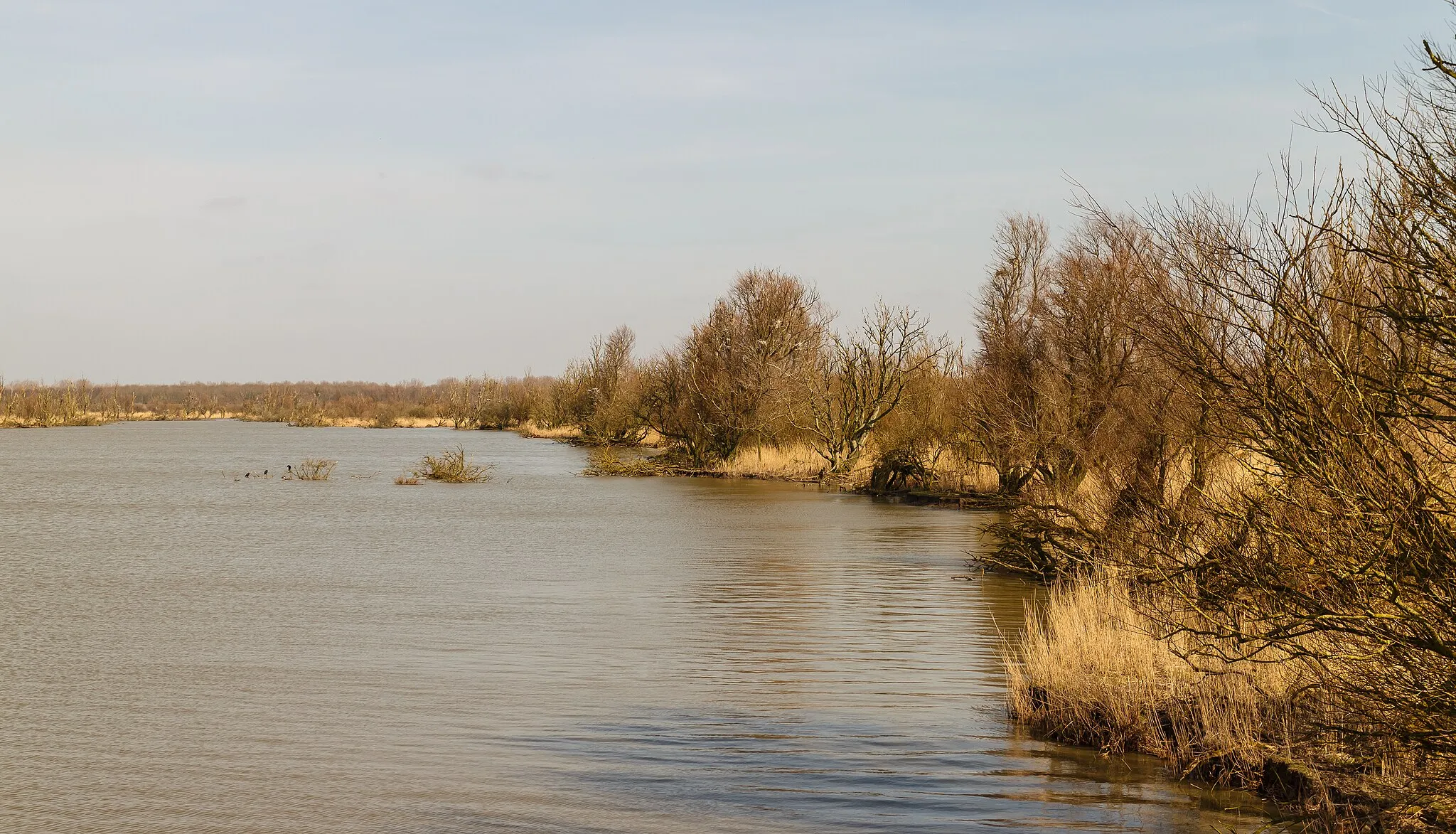 Photo showing: View from Bird observation De Schollevaar. Location, Oostvaardersplassen in the Netherlands.