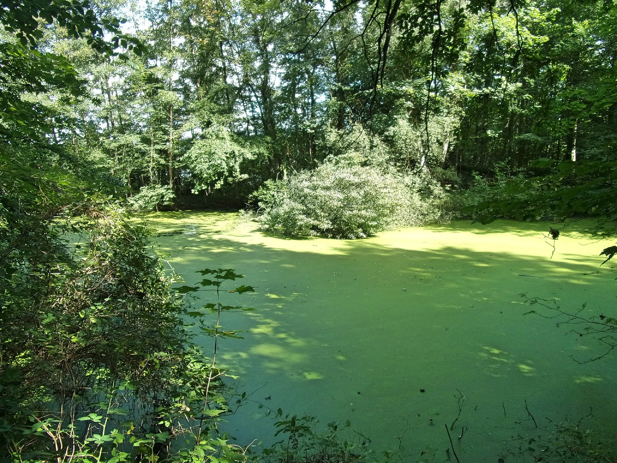 Photo showing: Biotop am Nymphengraben im Harburger Stadtpark, Hamburg-Wilstorf.