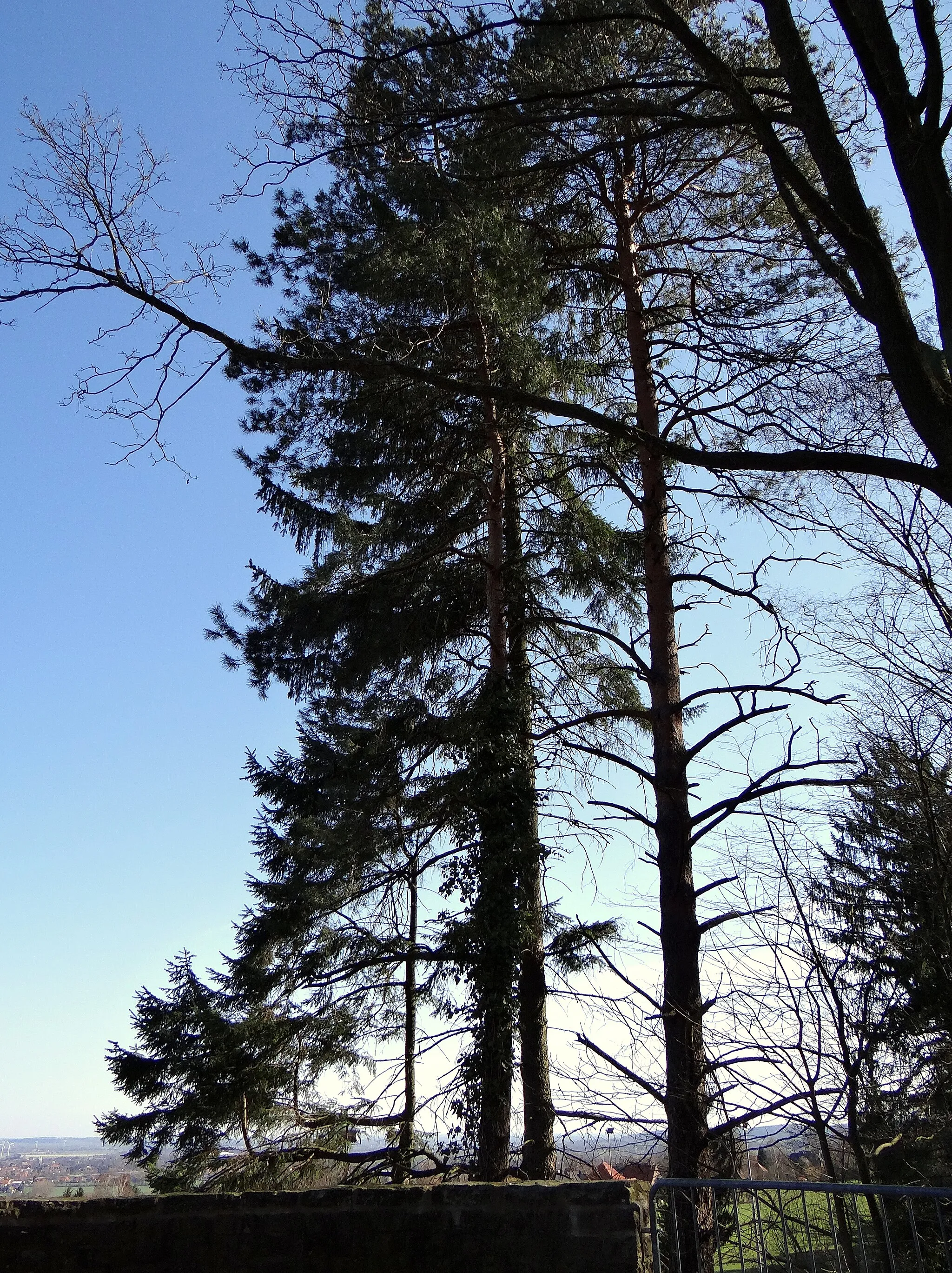 Photo showing: Bäume