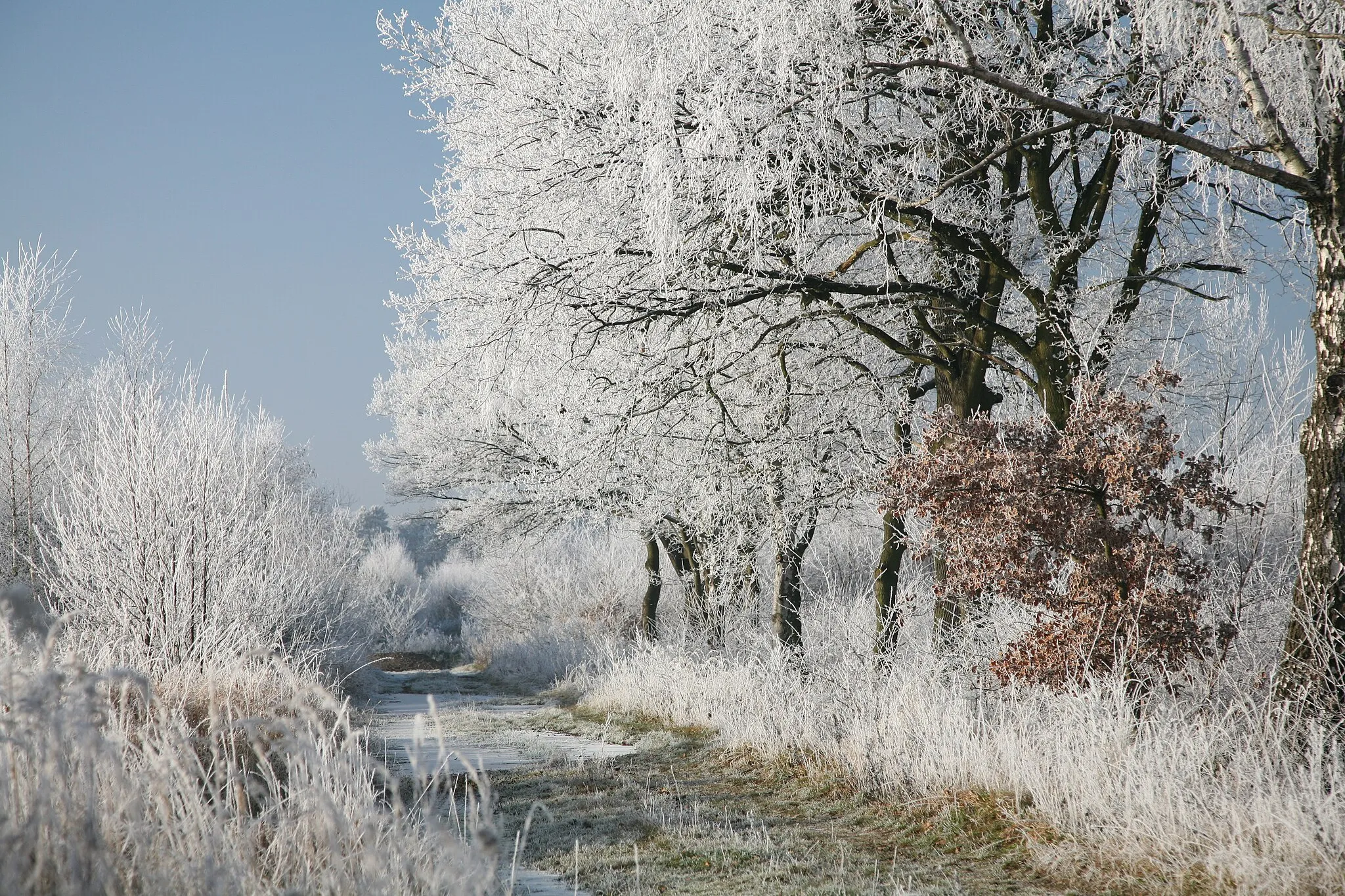 Photo showing: Hoar frost or soft rime on a cold winter day in Lower Saxony, Germany.