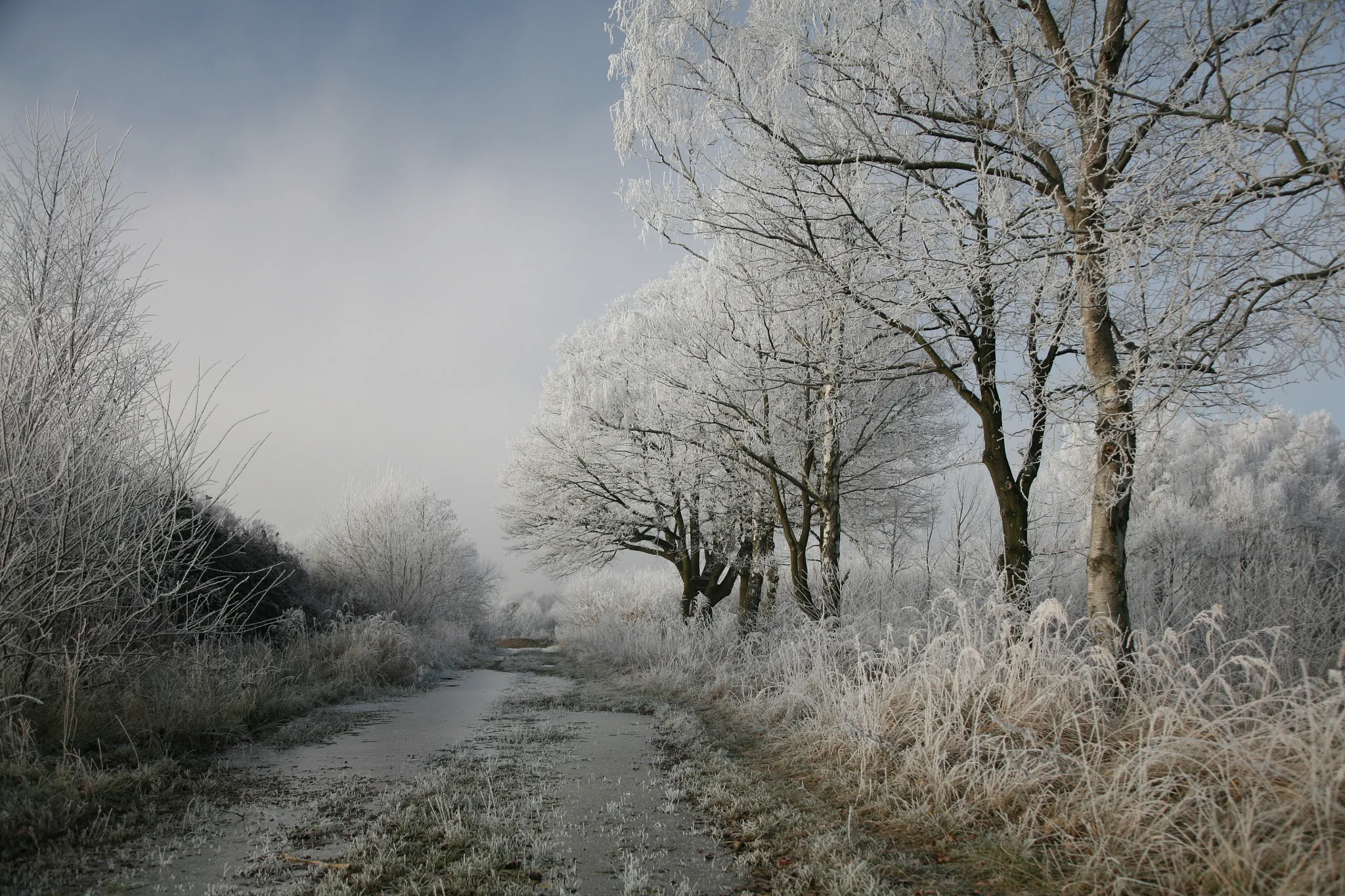 Photo showing: 500px provided description: Hoar frost or soft rime on a cold winter day in Lower Saxony, Germany. [#winter ,#frost]