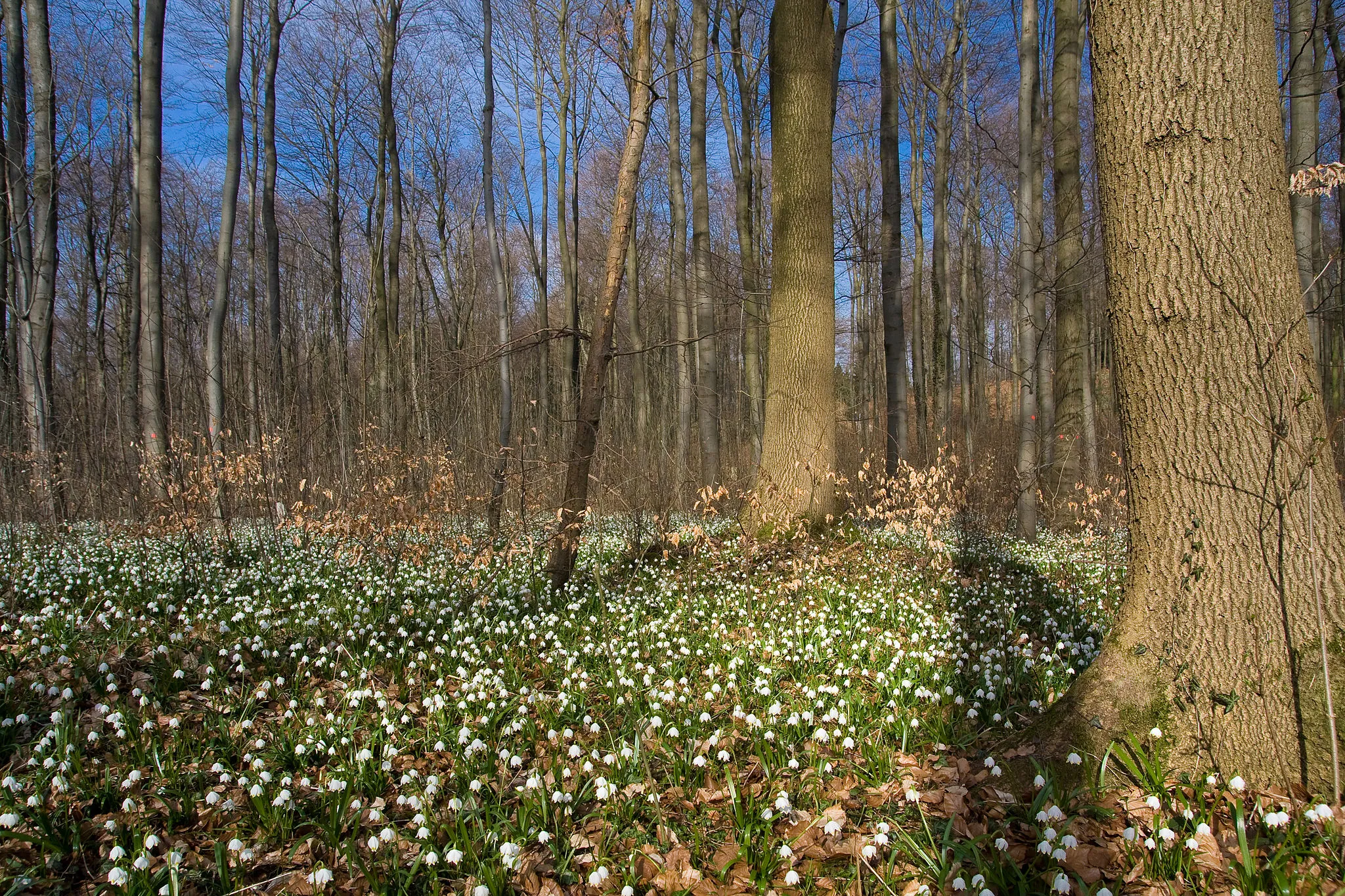 Photo showing: Blüte der Märzenbecher im Naturschutzgebiet des Stadtforstes Hameln