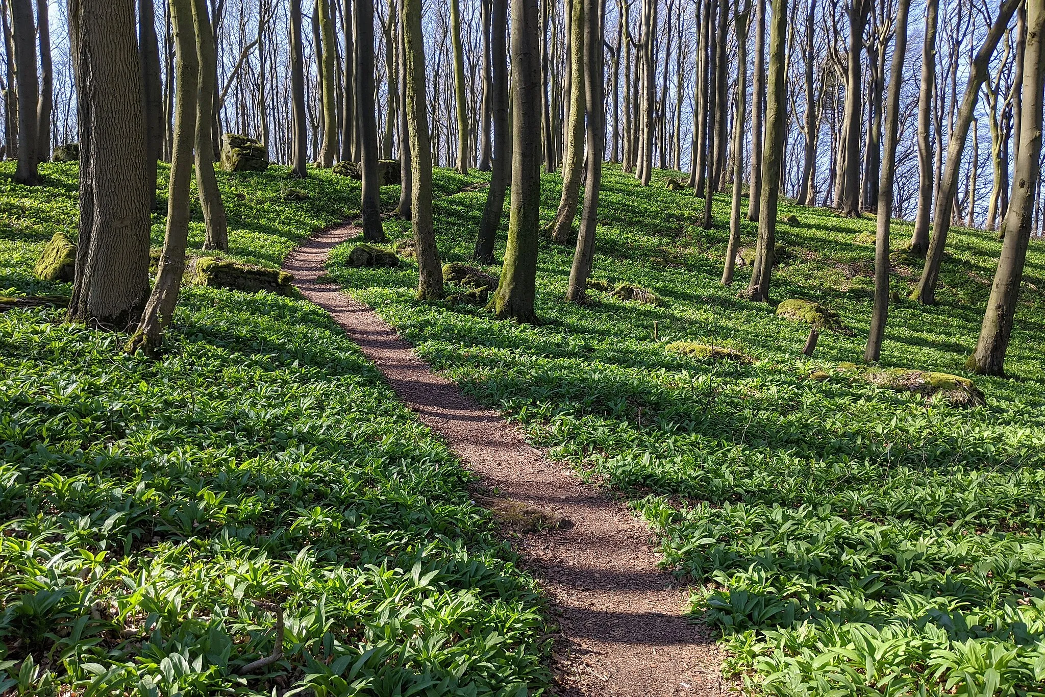 Photo showing: Kammweg im Ith im Naturschutzgebiet Naturwald Saubrink/Oberberg