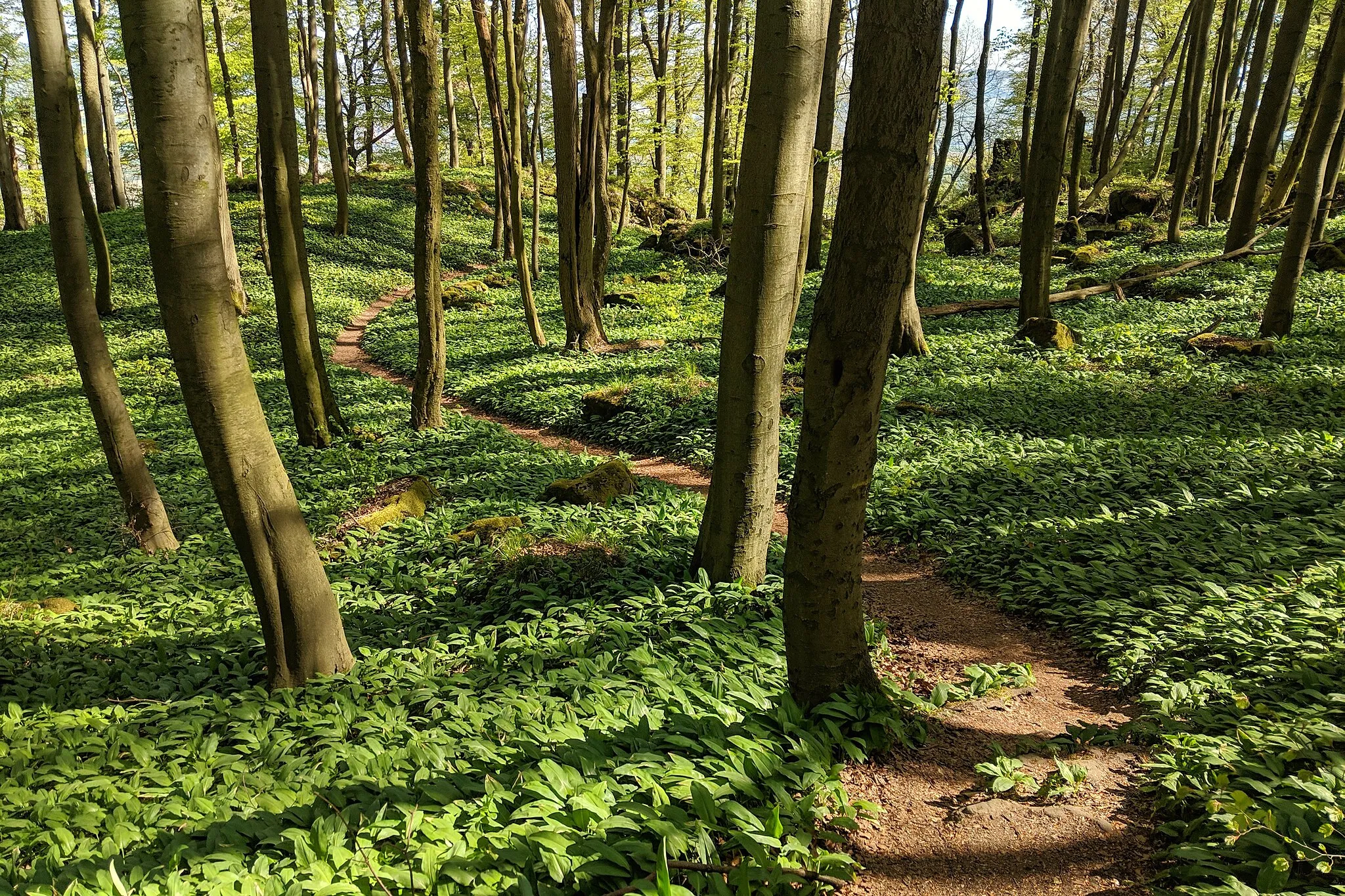 Photo showing: Blick auf dem Kammweg im Ith im Naturschutzgebiet Naturwald Saubrink/Oberberg. Der Kammweg schlängelt sich im Frühling zwischen Bärlauch durch den Buchenwald.