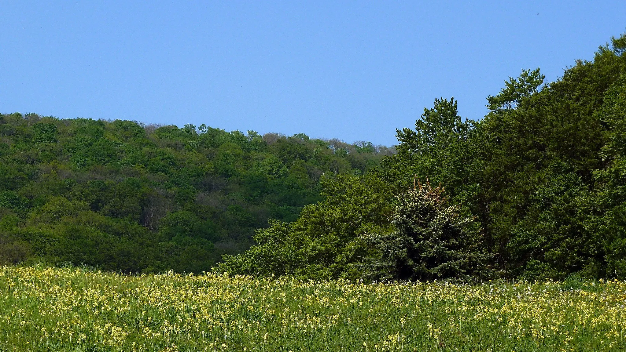 Photo showing: Auf den Wiesen des Naturschutzgebietes blühen im April unzählige Schlüsselblumen (Primula veris).