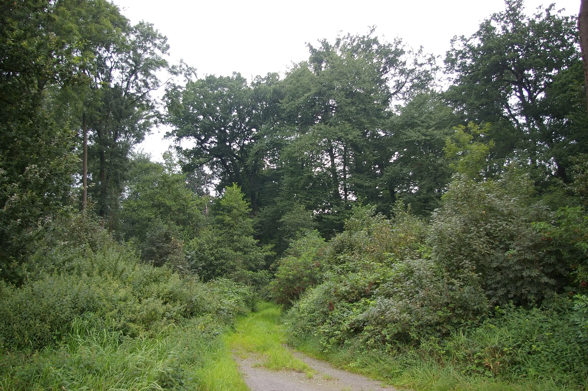 Photo showing: Waldweg im Evershorst