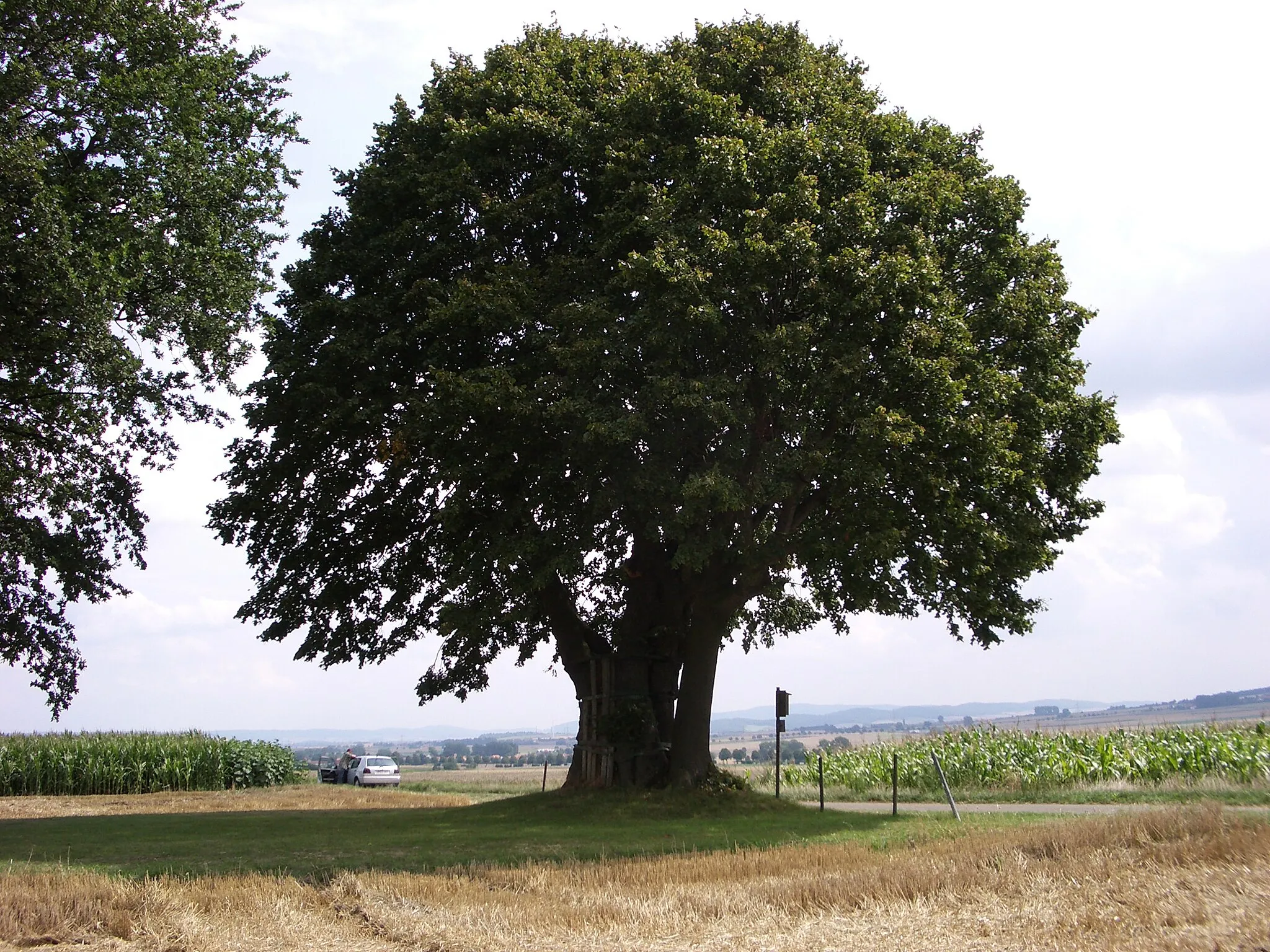 Photo showing: Tilly-Linde in Hemmendorf, Naturdenkmal (ND-HM 051) im Landkreis Hameln-Pyrmont, Niedersachsen