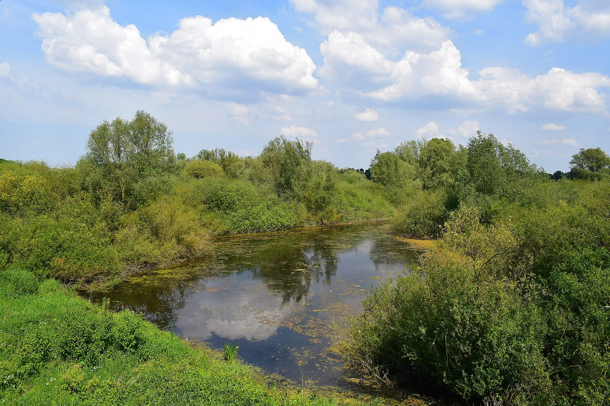 Photo showing: Blick auf den Teich nördlich des Aussichtsturms im NSG Alte Leine.