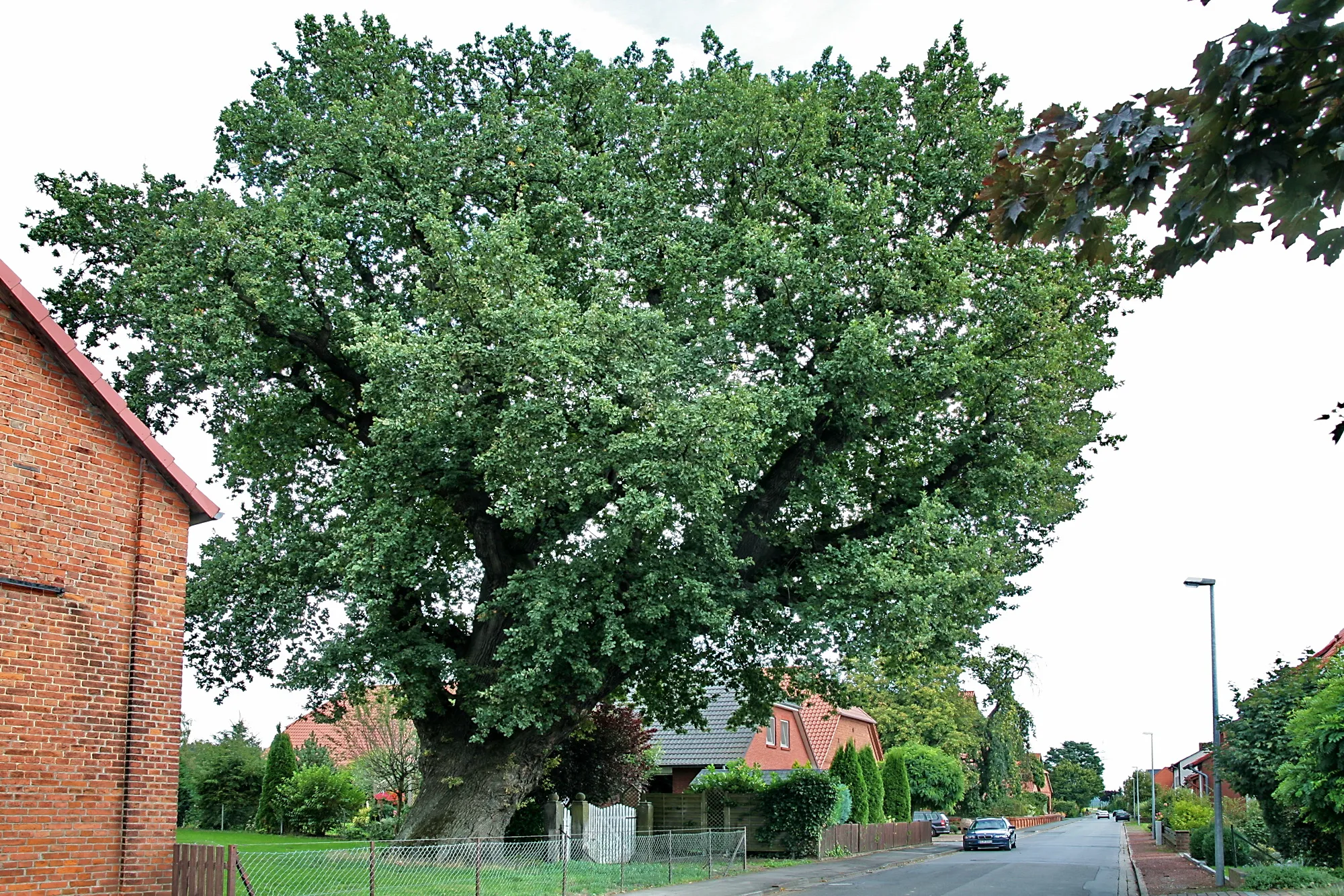 Photo showing: 1000-jährige Eiche (Quercus robur), Naturdenkmal in Vörie (Ronnenberg), Region Hannover