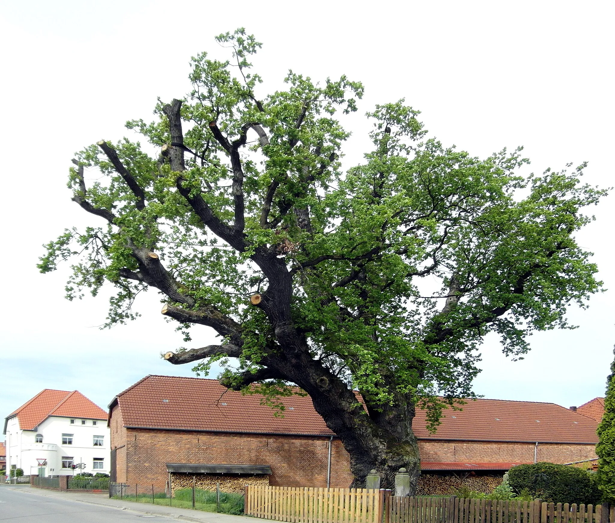 Photo showing: Naturdenkmal (ND-H 4) in der Dorfstraße im Ronnenberger Stadtteil Vörie in der Region Hannover. Die Stieleiche (Quercus robur) geriet im September 2014 nach einem Blitzschlag in Brand und wurde in Folge deutlich gestutzt.