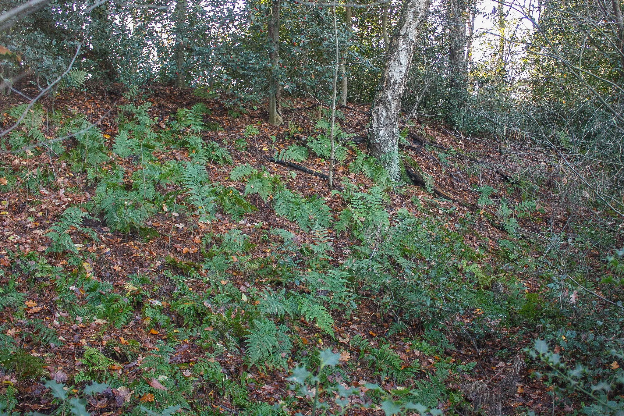 Photo showing: Der östliche Wall der Burg bei Deblinghausen