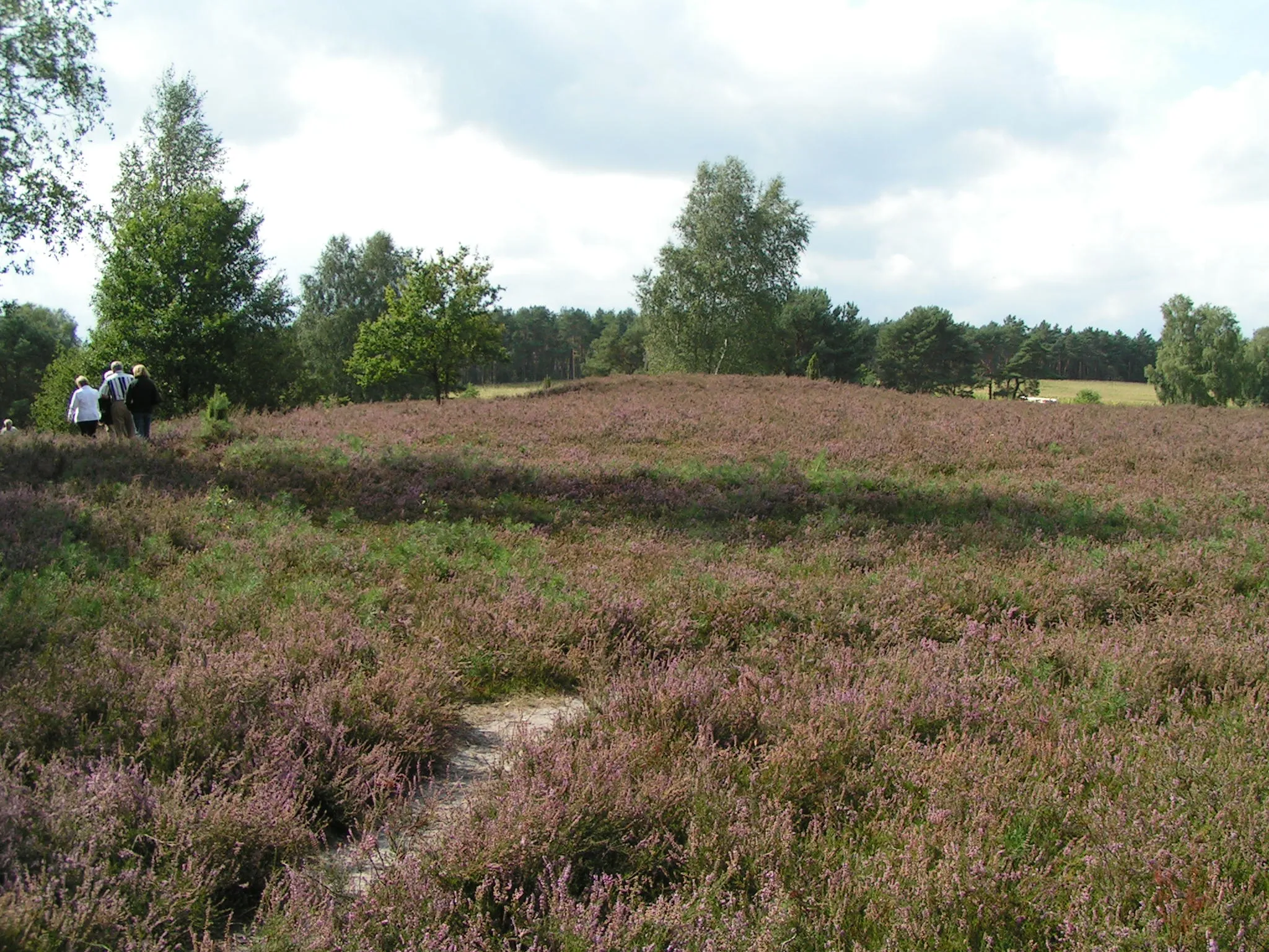 Photo showing: Kuppendorfer Heide