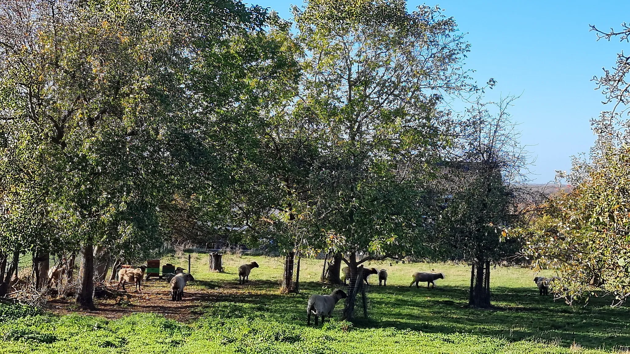 Photo showing: In Northen am Westhang vom Benther Berg wurde eine Streuobstwiese mit alten Obstbäumen eingehägt, die von Schafen gepflegt werden. Offenbar haben die Viecher etwas entdeckt ...