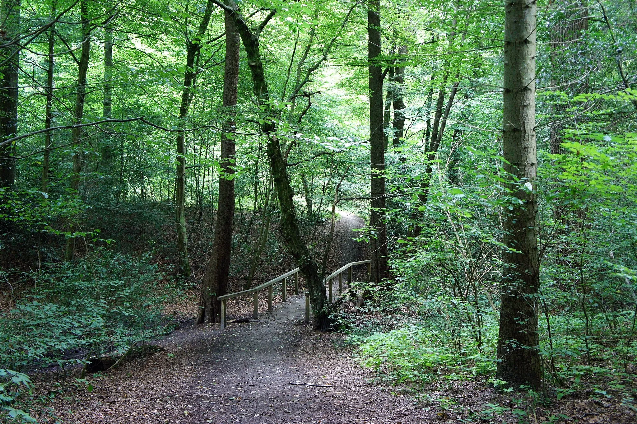 Photo showing: Weg durch das Stenumer Holz, Gemeinde Ganderkesee