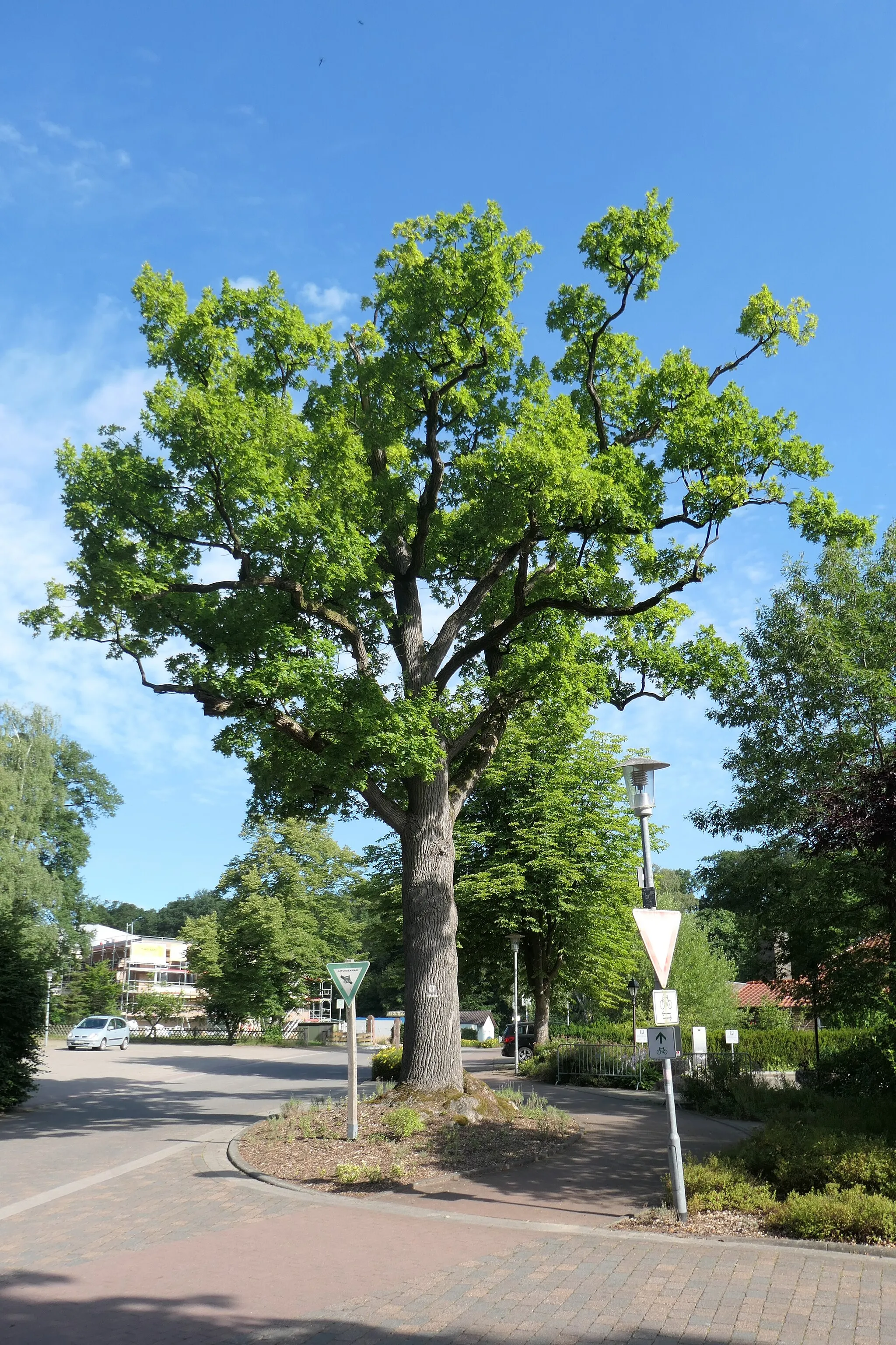 Photo showing: Naturdenkmal Eiche in Stenum