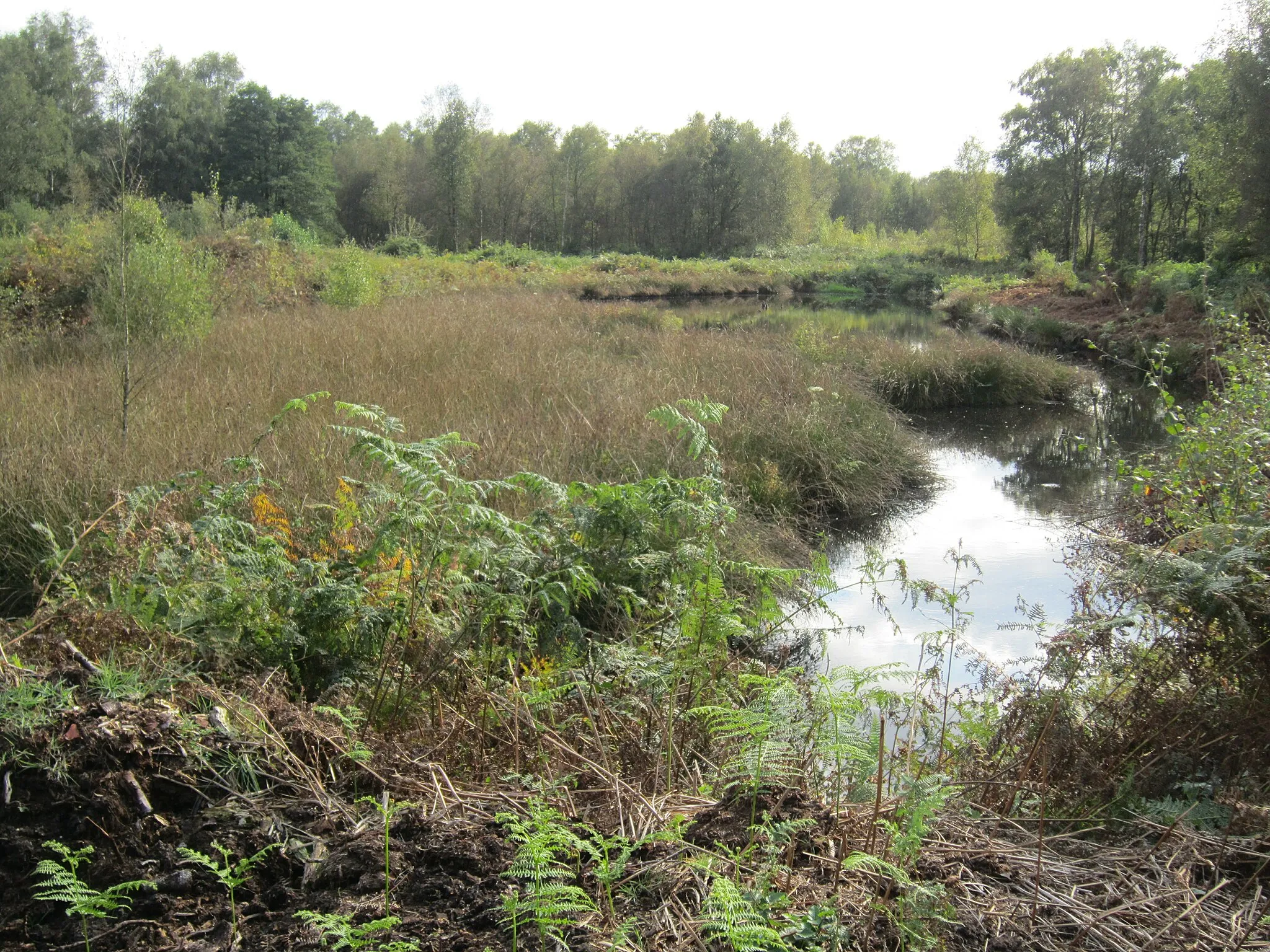 Photo showing: Steinfelder Moor am Wassenbergs Damm in Kroge