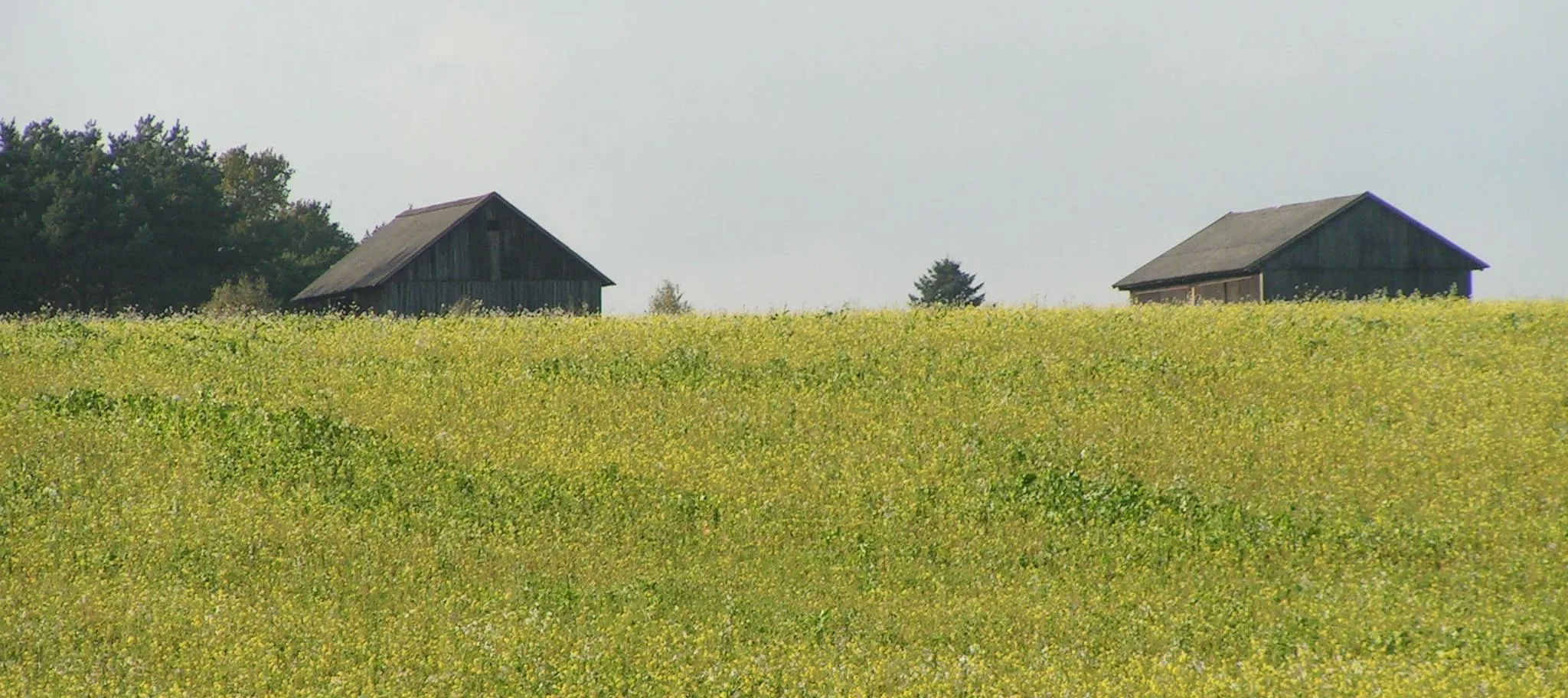 Photo showing: Geestrücken in Ehrendorf (Stadt Lohne), vom Pickerweg aus betrachtet