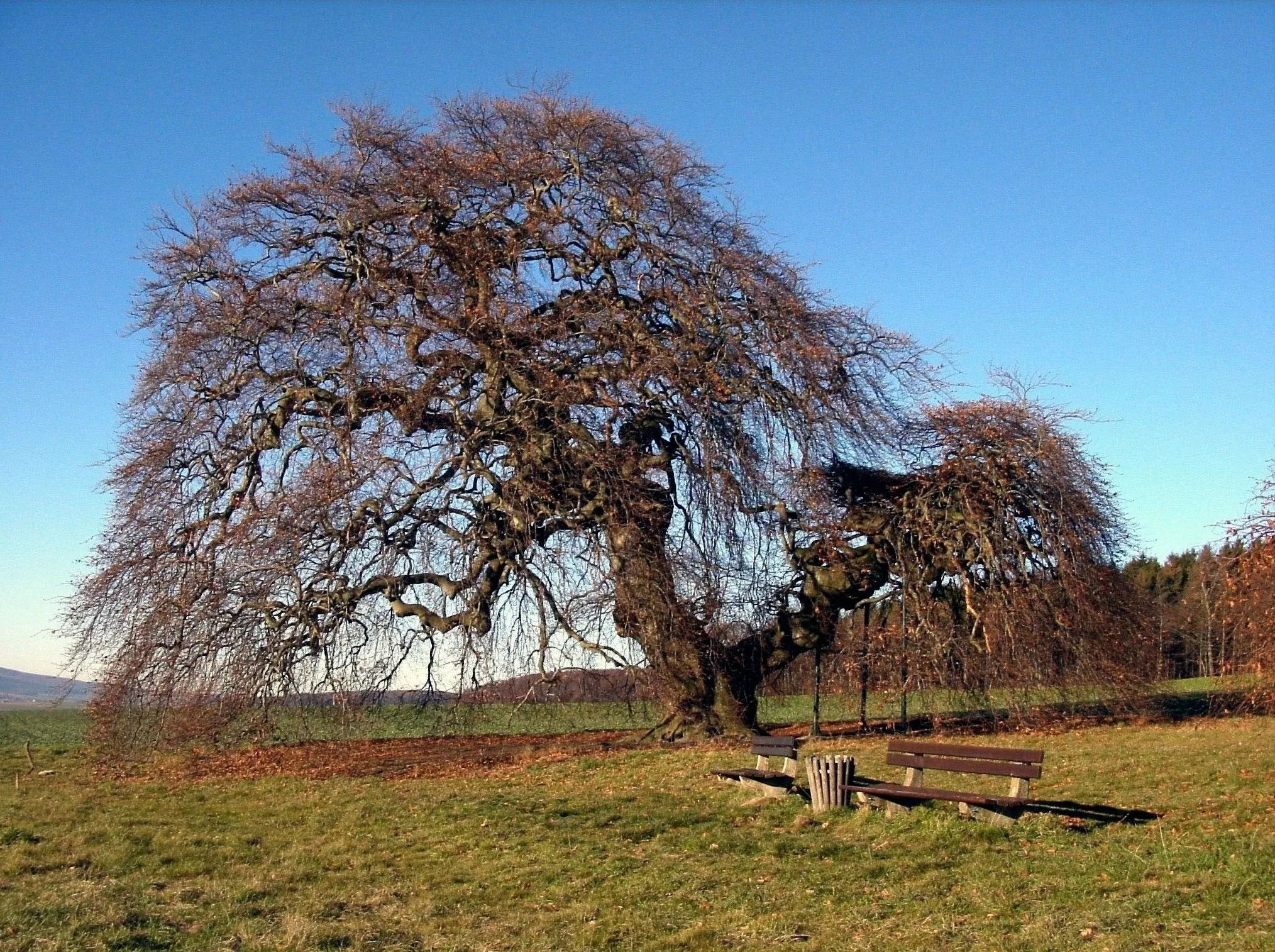 Photo showing: Dwarf Beech, 200–210 years old, near Gremsheim/Bad Gandersheim in Lower Saxony (Germany). A very famous and well-known Dwarf-Beech. Girth of trunk: 6 m, Diameter of  treetop: 25 m, Hight: 14 m.