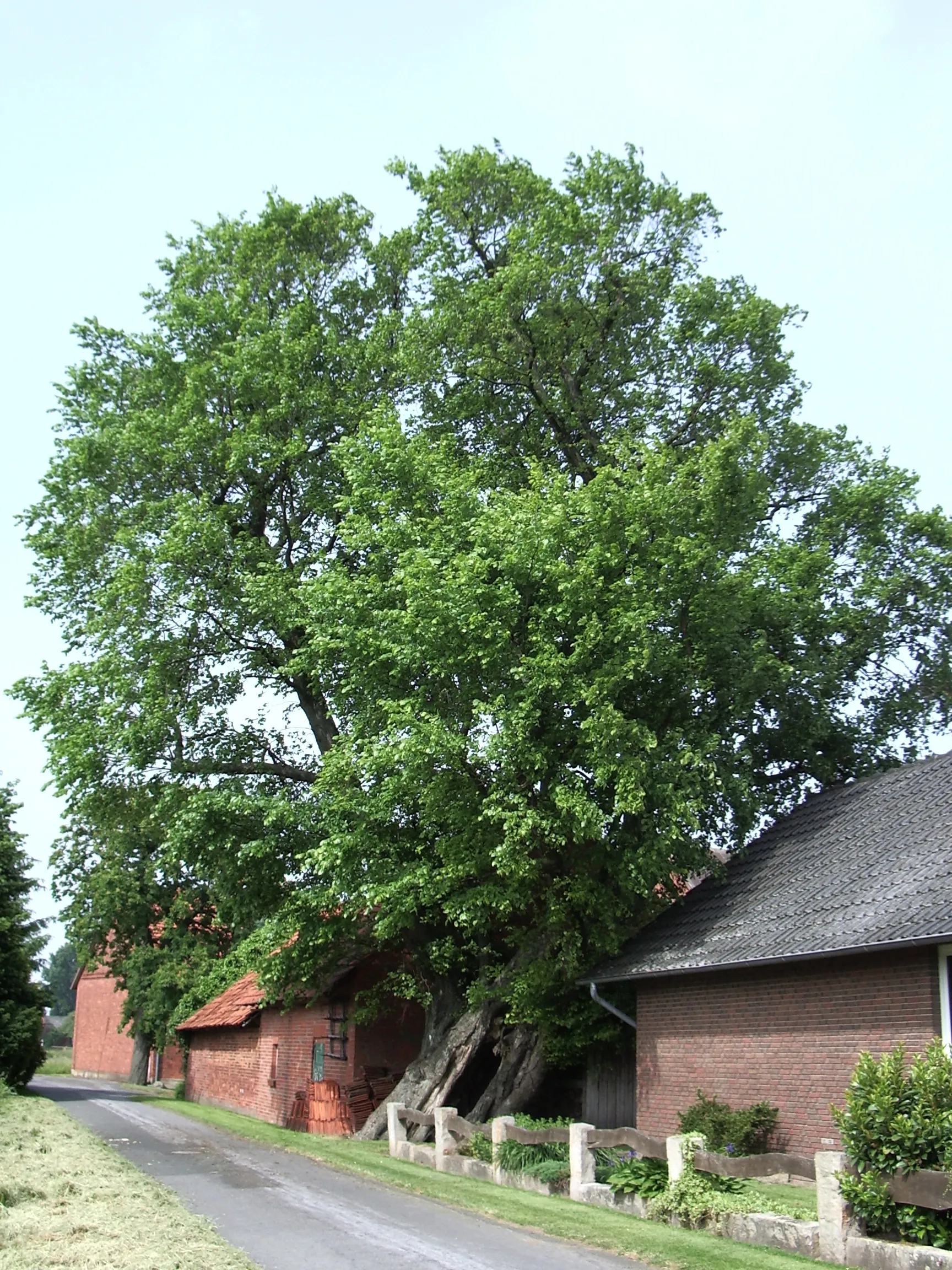 Photo showing: very old elm in Bierde, approx 600 years in 2008
