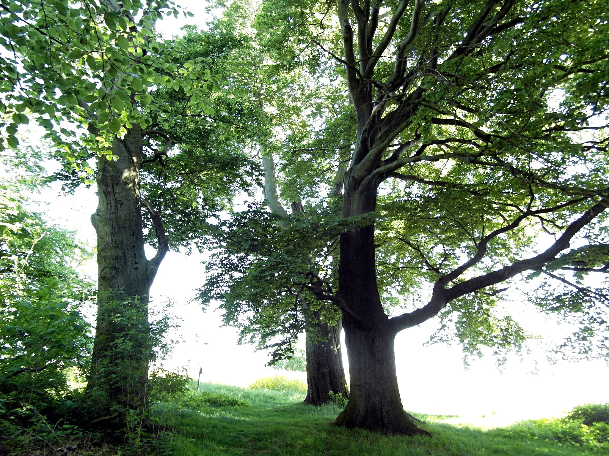 Photo showing: Naturdenkmal ND-H 7. Diese landschaftsprägende geschlossene Rotbuchengruppe auf der Höhe des Stemmer Berges bei Stemmen war vor einigen Jahrzehnten noch komplett und von deutlich kleineren Bäumen umgeben