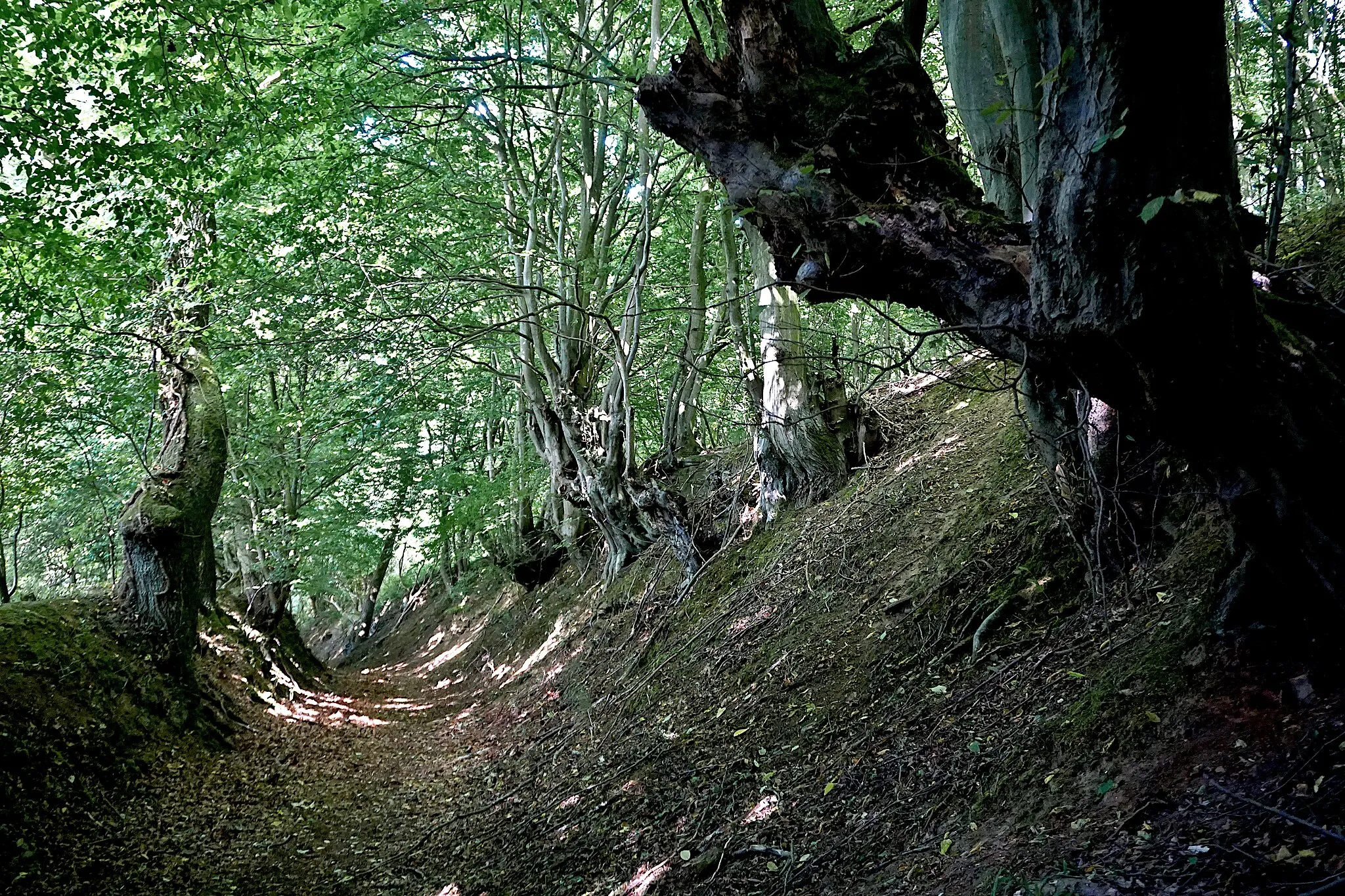 Photo showing: Naturdenkmal Hohlweg bei Matorf (Lemgo).