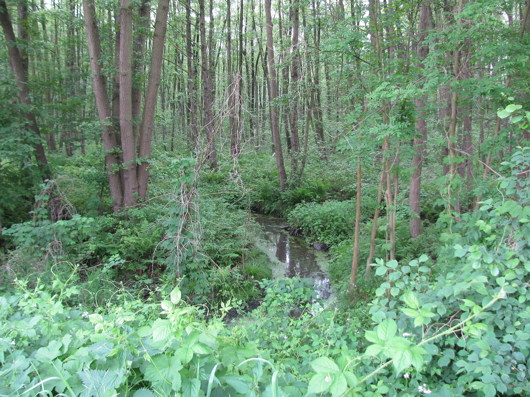 Photo showing: der Johannisgraben oberhalb (westlich) der Langenhagener Straße in Schlage-Ickhorst