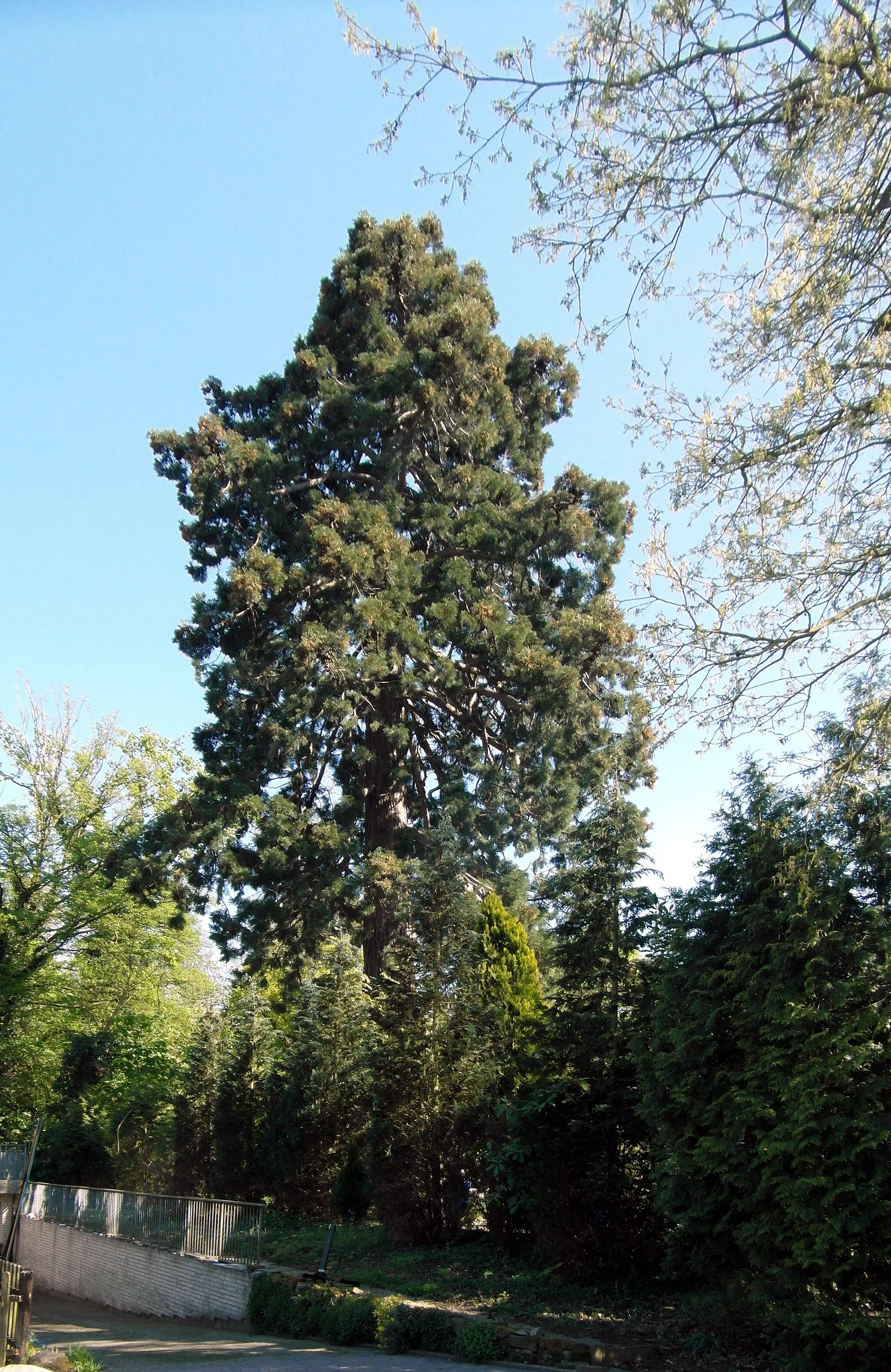Photo showing: Der Mammutbaum im Stadtteil Blumenau ist ein Naturdenkmal in der Stadt Wunstorf in der Region Hannover in Niedersachsen.