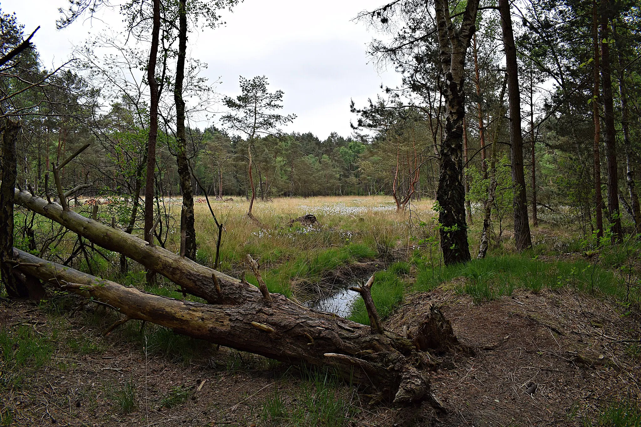 Photo showing: Auf dem Moor-Erlebnispfad Resse im NSG Otternhagener Moor.