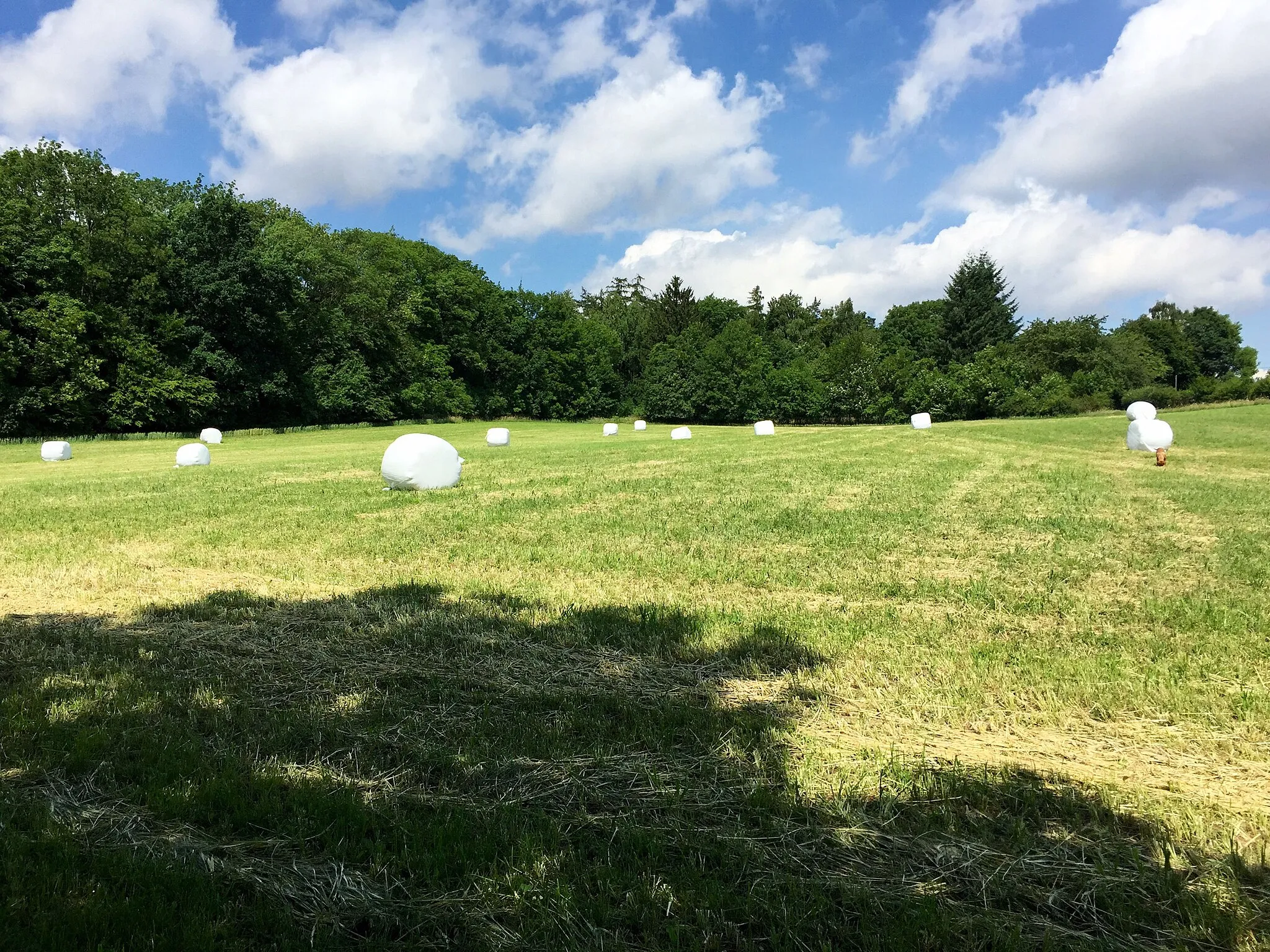 Photo showing: Blick auf das Naturschutzgebiet Finkenberg/Lerchenberg